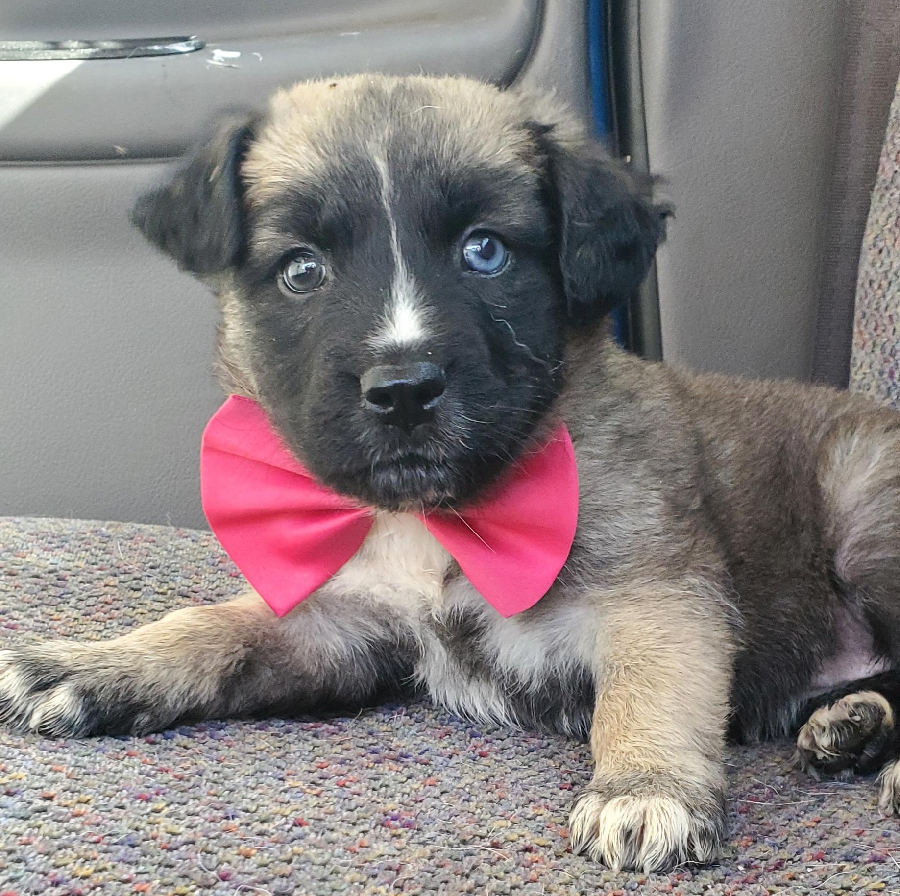 Harper, a Adoptable mixed breed in Fayetteville , NC image 2/6