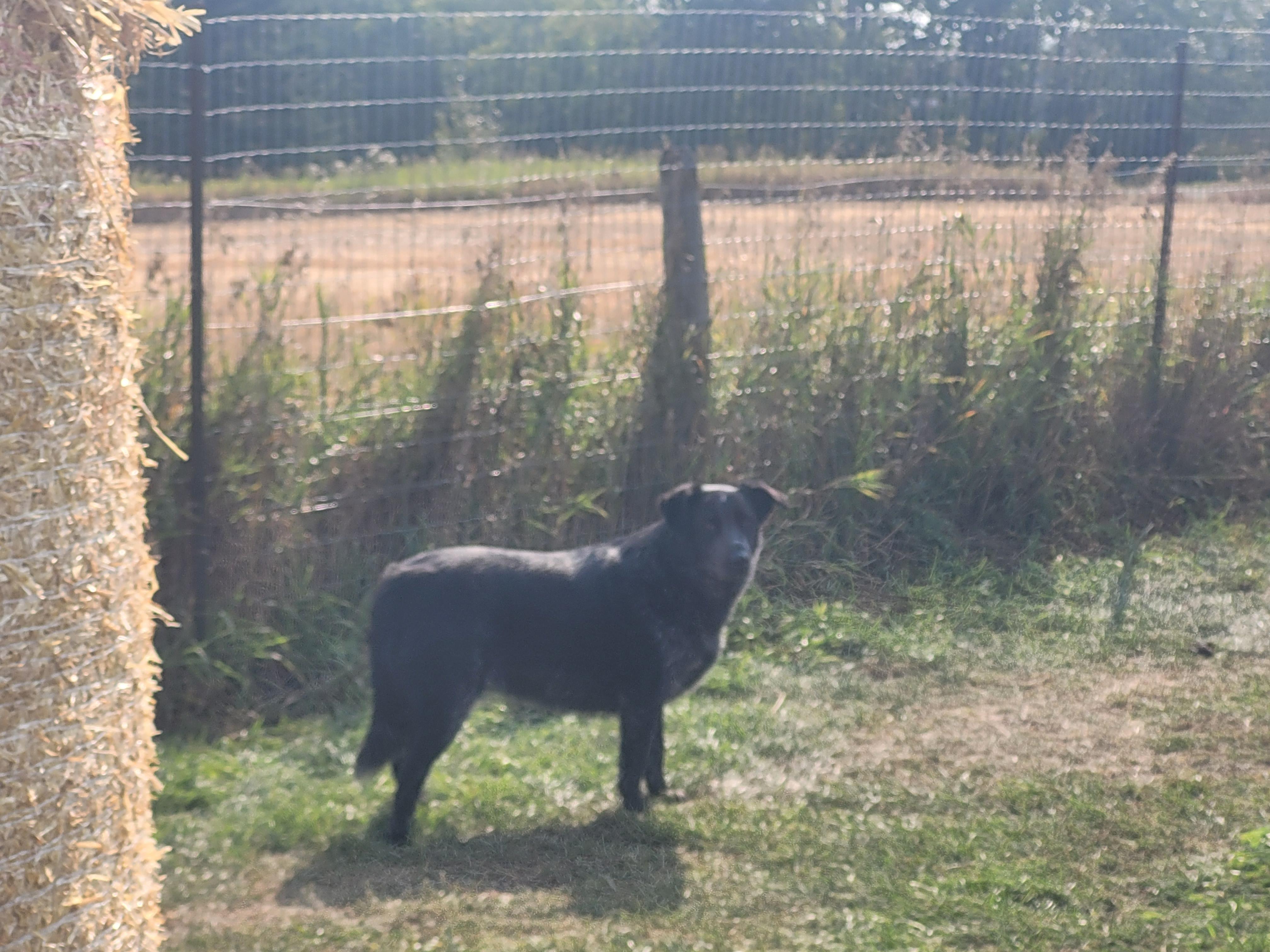 Soda, an adoptable Australian Cattle Dog / Blue Heeler, Border Collie in Lacombe, AB, T4L 1X3 | Photo Image 5