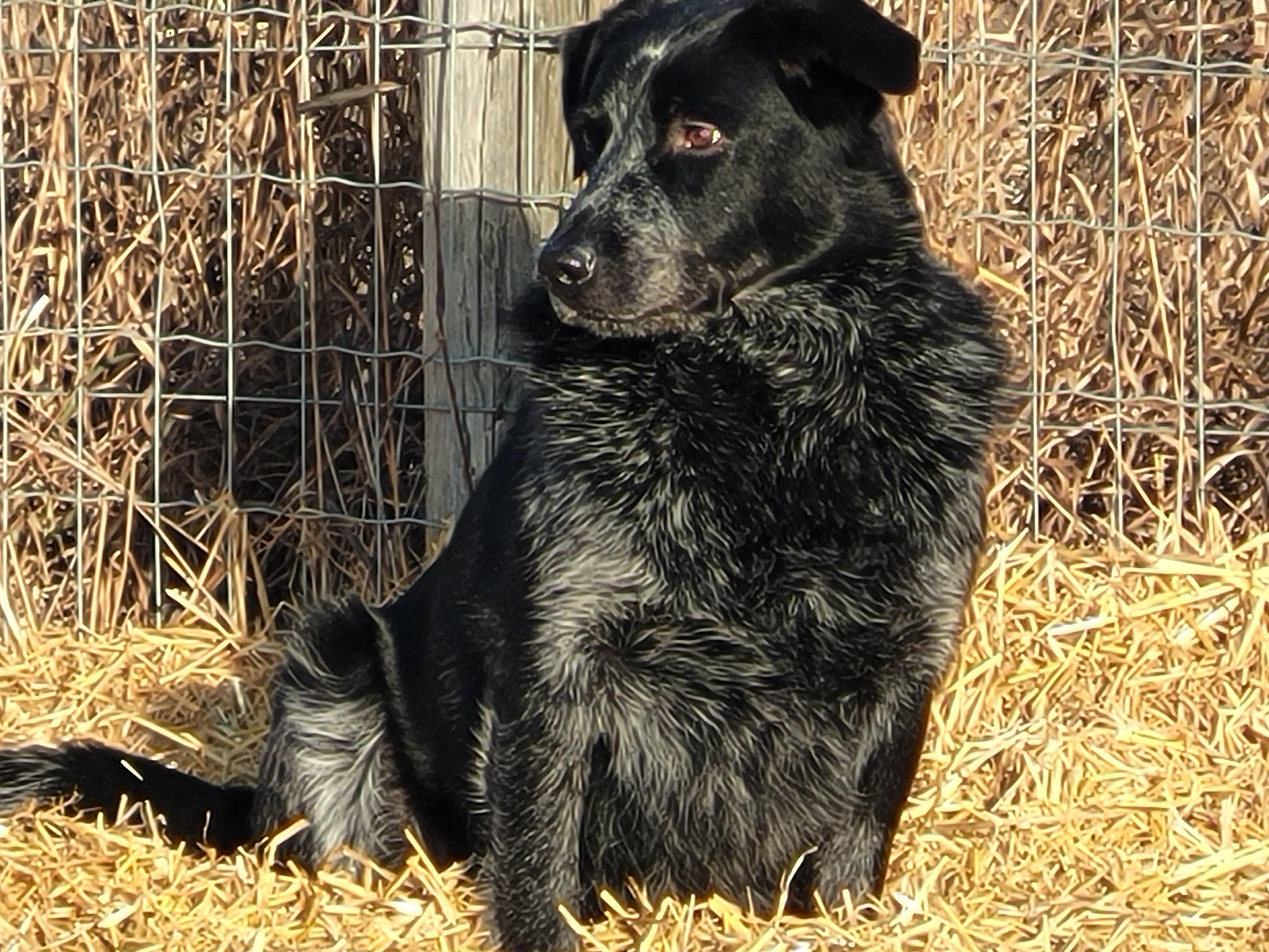 Soda, Adoptable, Adult Male Australian Cattle Dog / Blue Heeler & Border Collie.