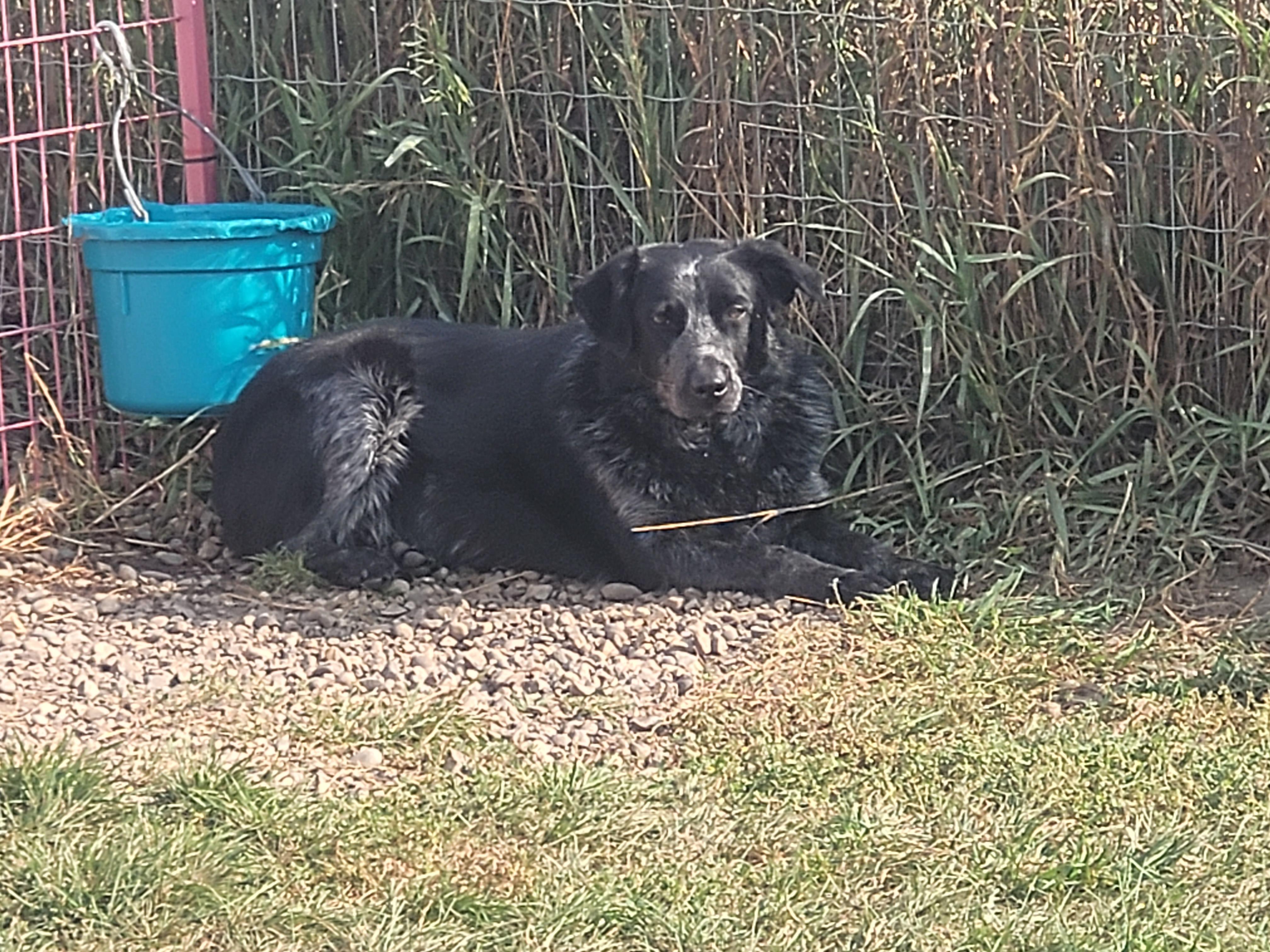 Soda, an adoptable Australian Cattle Dog / Blue Heeler, Border Collie in Lacombe, AB, T4L 1X3 | Photo Image 4