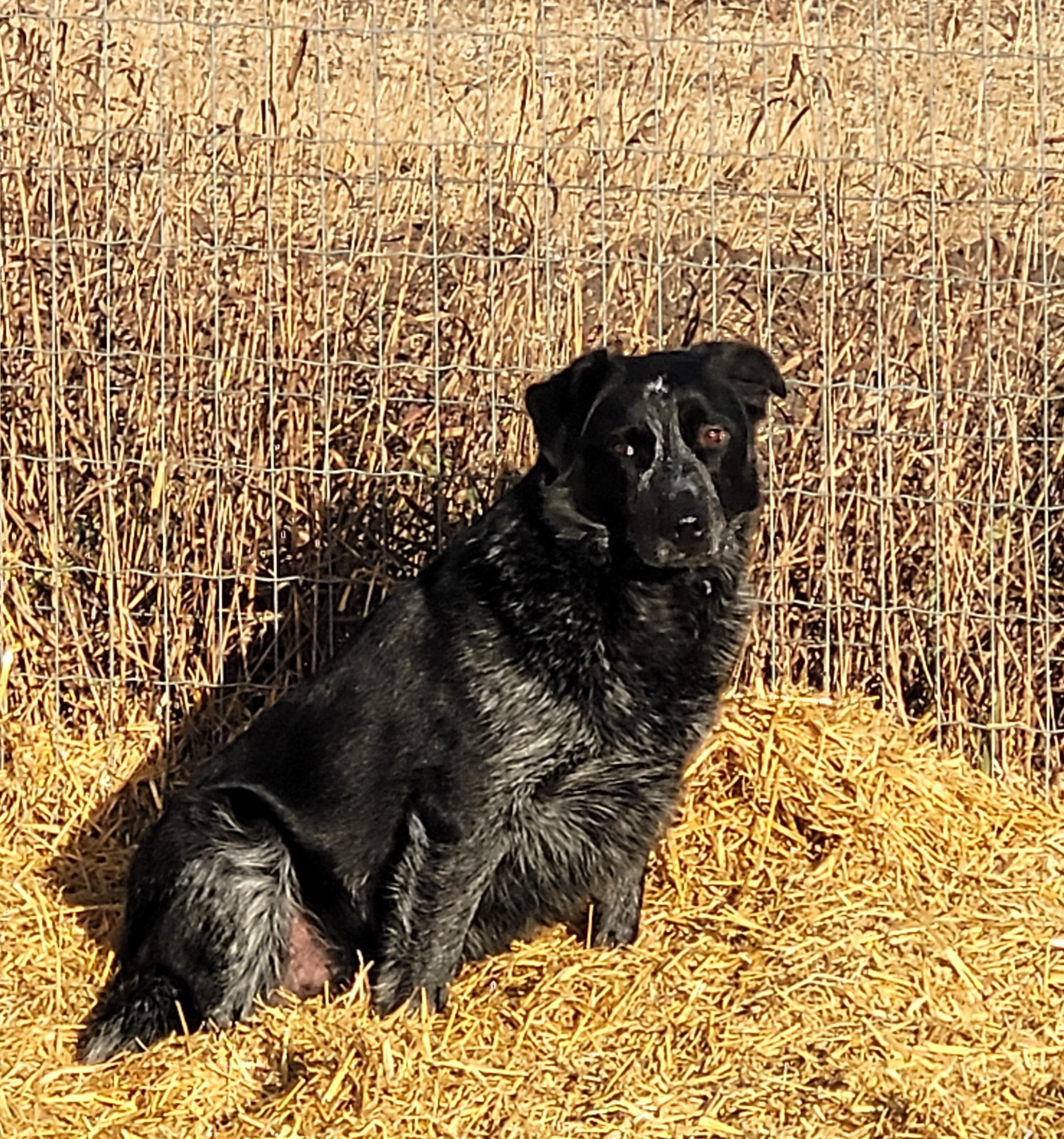 Soda, an adoptable Australian Cattle Dog / Blue Heeler, Border Collie in Lacombe, AB, T4L 1X3 | Photo Image 3