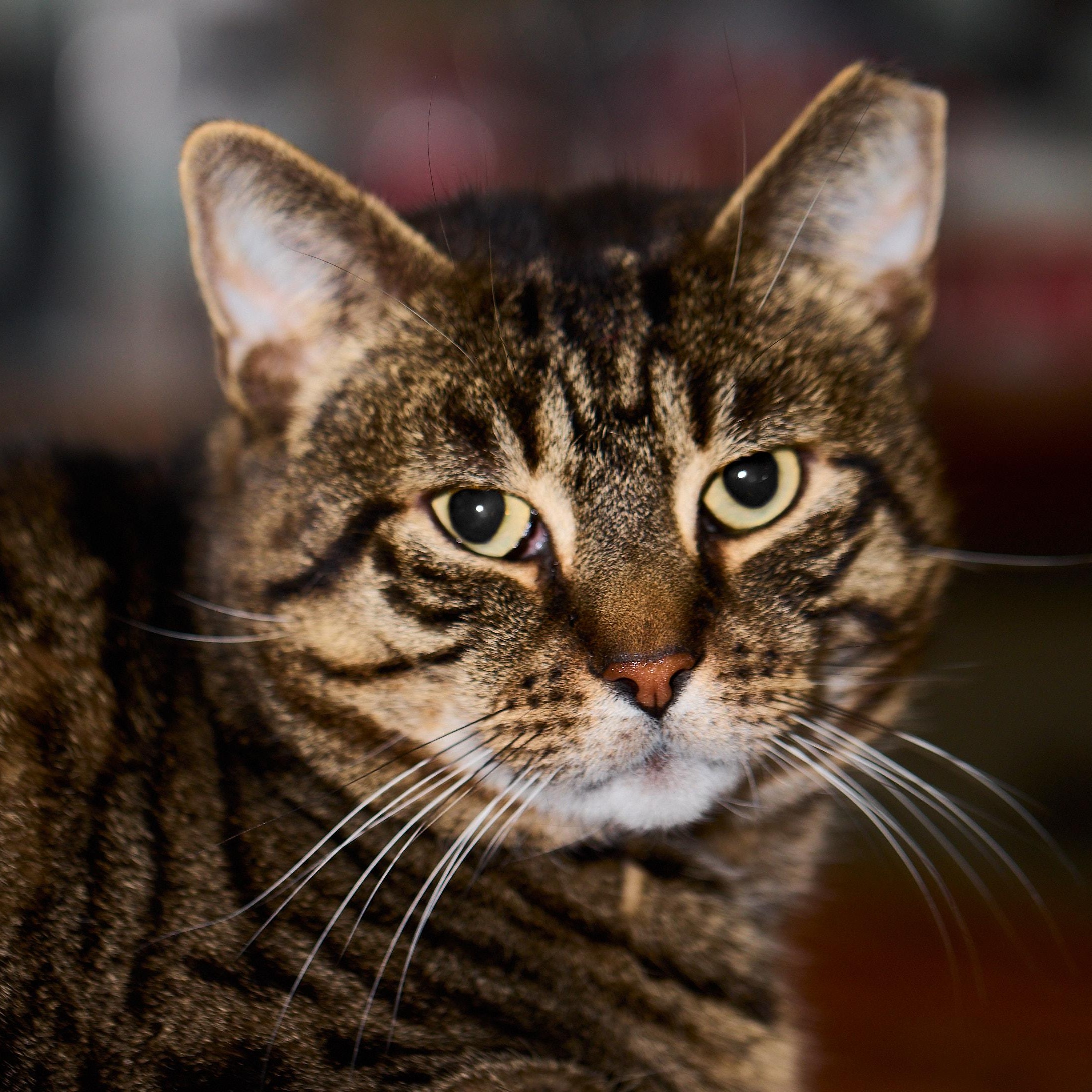 Enlarge Bronny, the big, sweet gentleman!, a Adoptable Domestic Short Hair in Providence, RI image 2/5