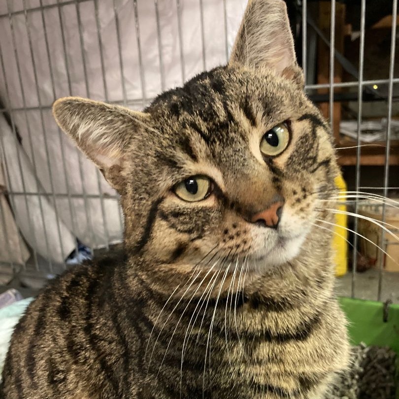 Enlarge Bronny, the big, sweet gentleman!, a Adoptable Domestic Short Hair in Providence, RI image 4/5