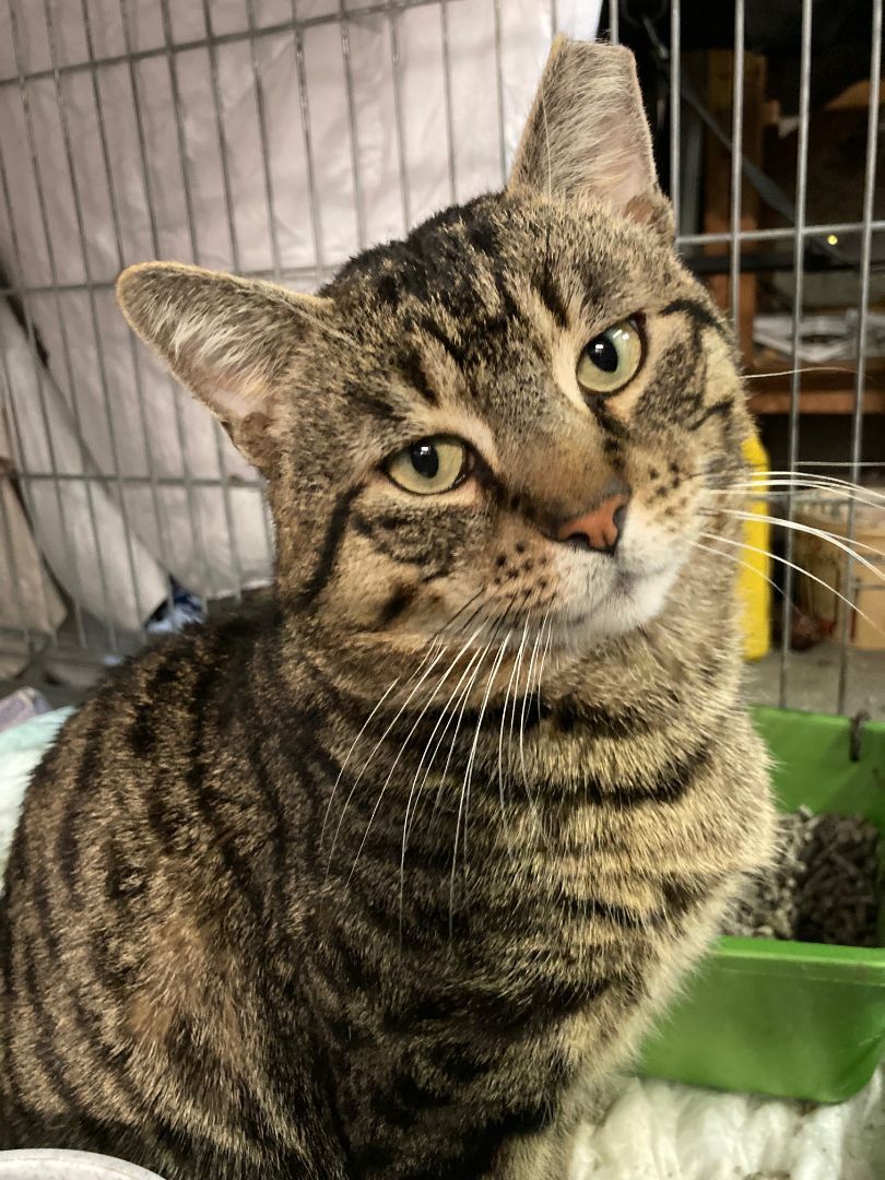 Bronny, the big, sweet gentleman!, a Adoptable Domestic Short Hair in Providence, RI image 4/5