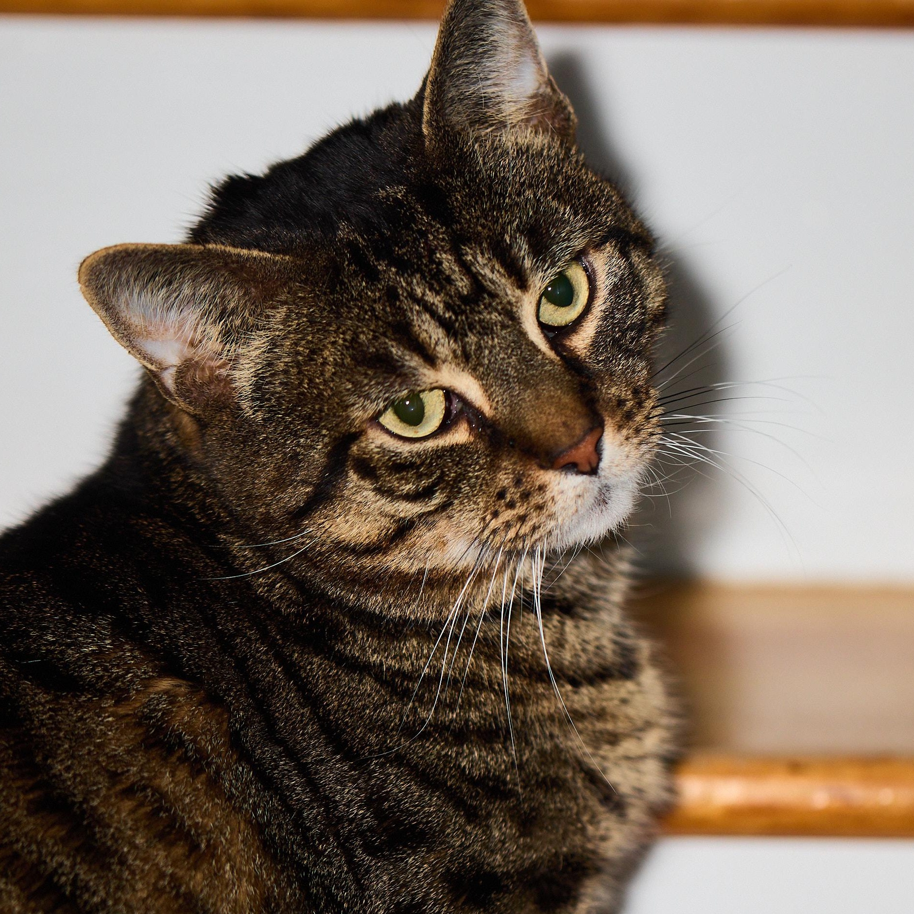 Enlarge Bronny, the big, sweet gentleman!, a Adoptable Domestic Short Hair in Providence, RI image 3/5