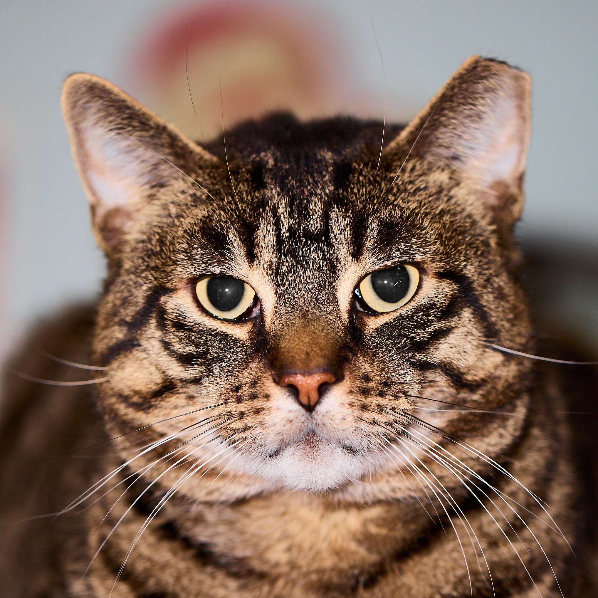 Enlarge Bronny, the big, sweet gentleman!, a Adoptable Domestic Short Hair in Providence, RI image 1/5