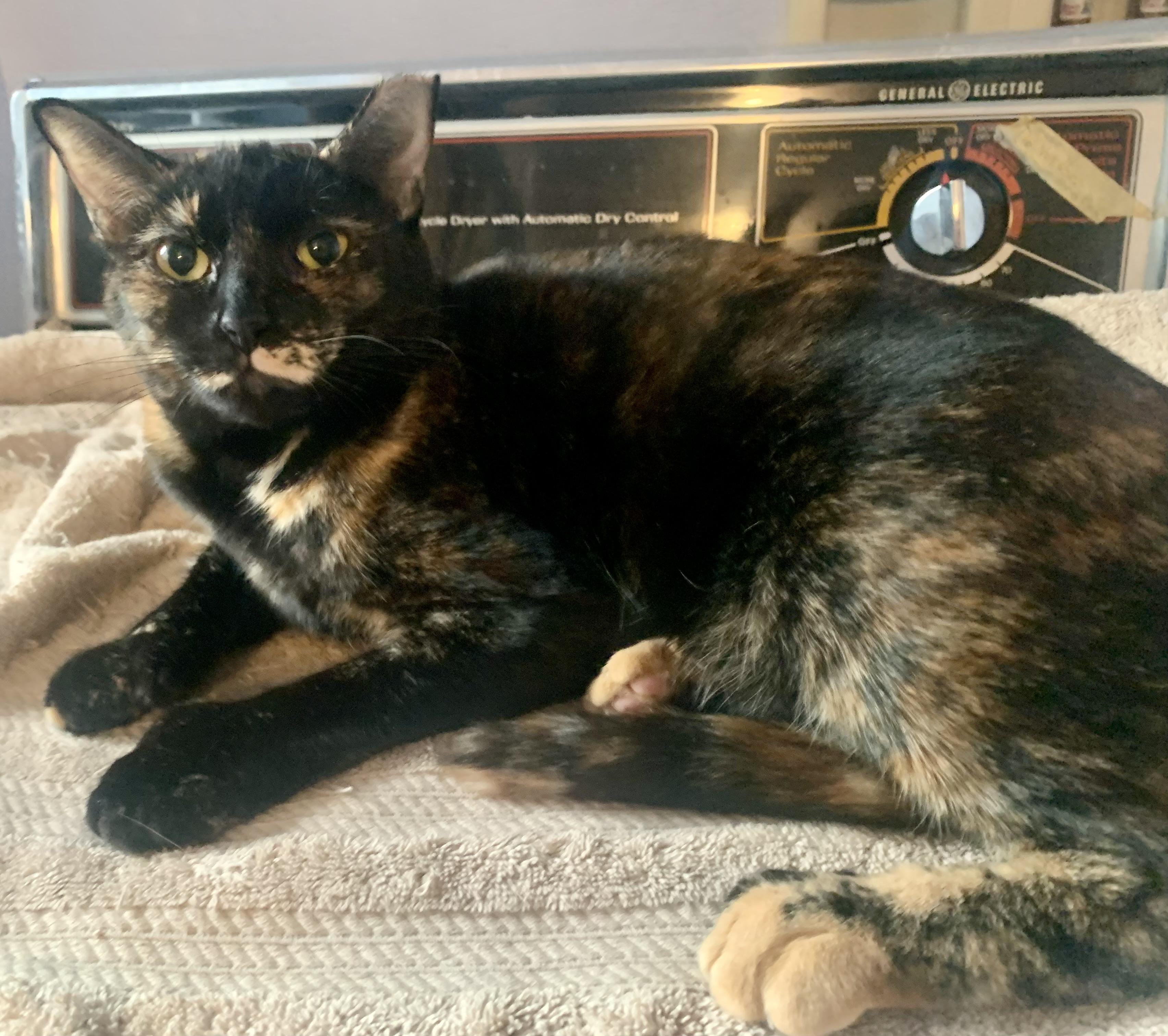 Enlarge Moana, a Adoptable mixed breed in San Jose, CA image 1/1