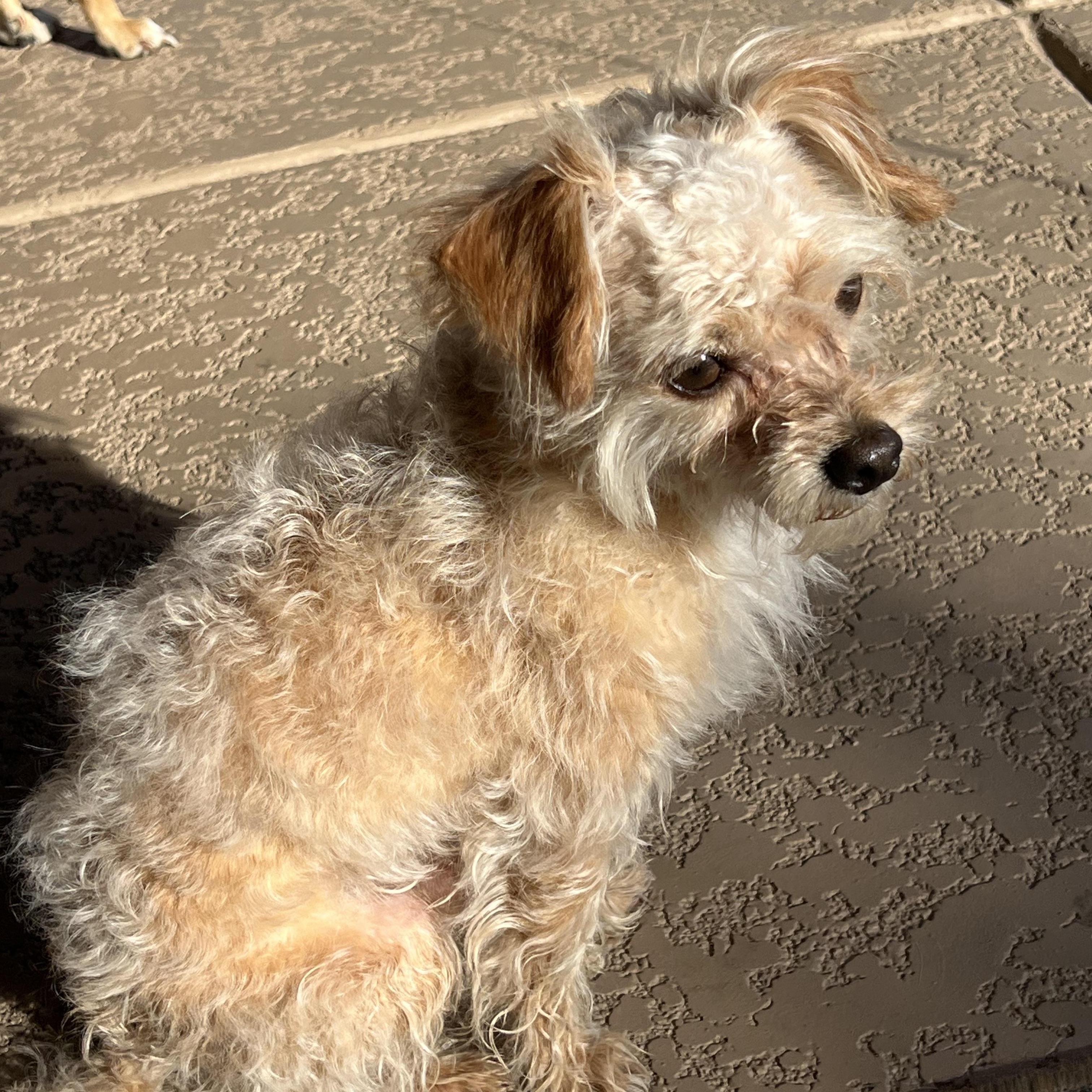 Enlarge Scoot, an adopted mixed breed in Phoenix, AZ image 4/5