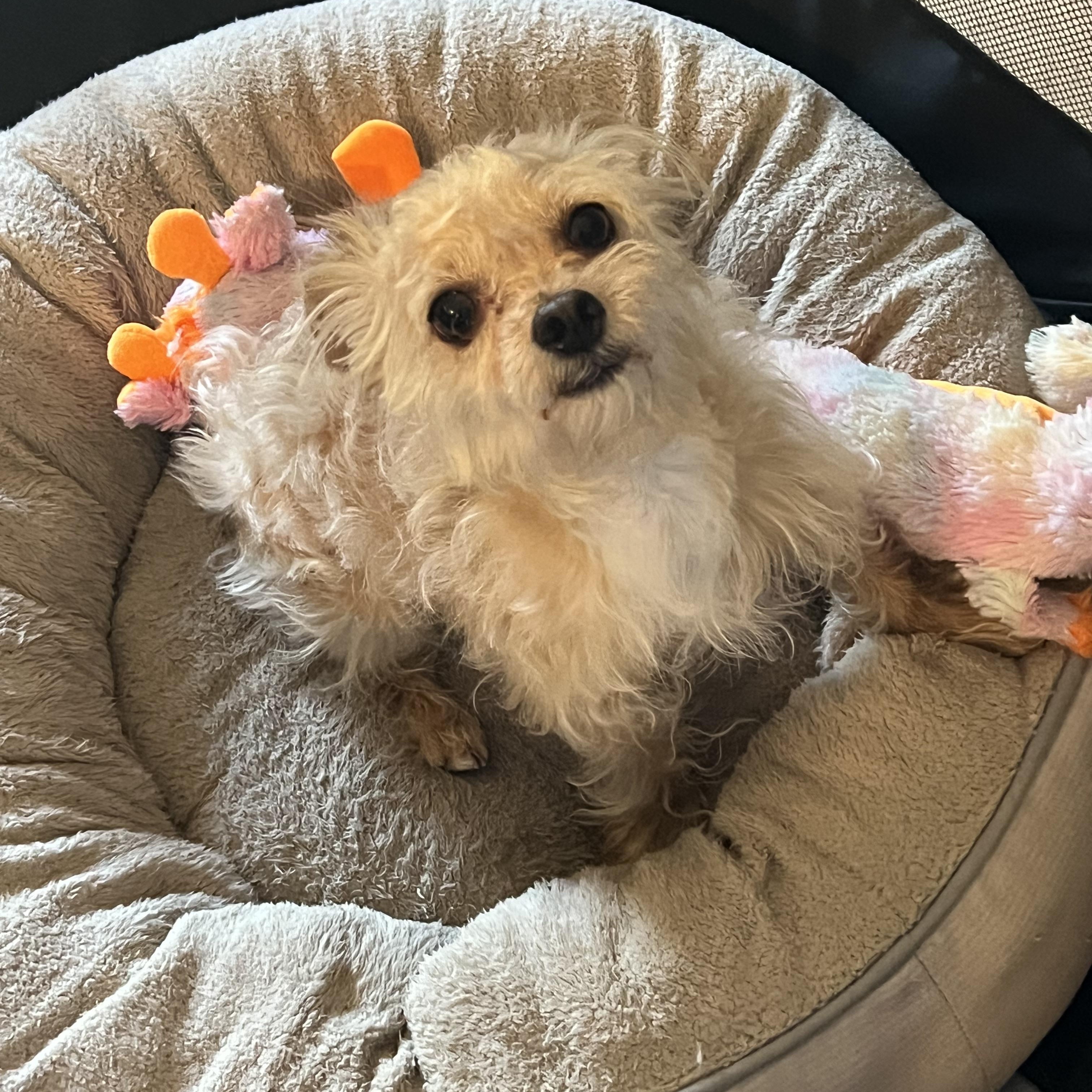 Enlarge Scoot, an adopted mixed breed in Phoenix, AZ image 2/5