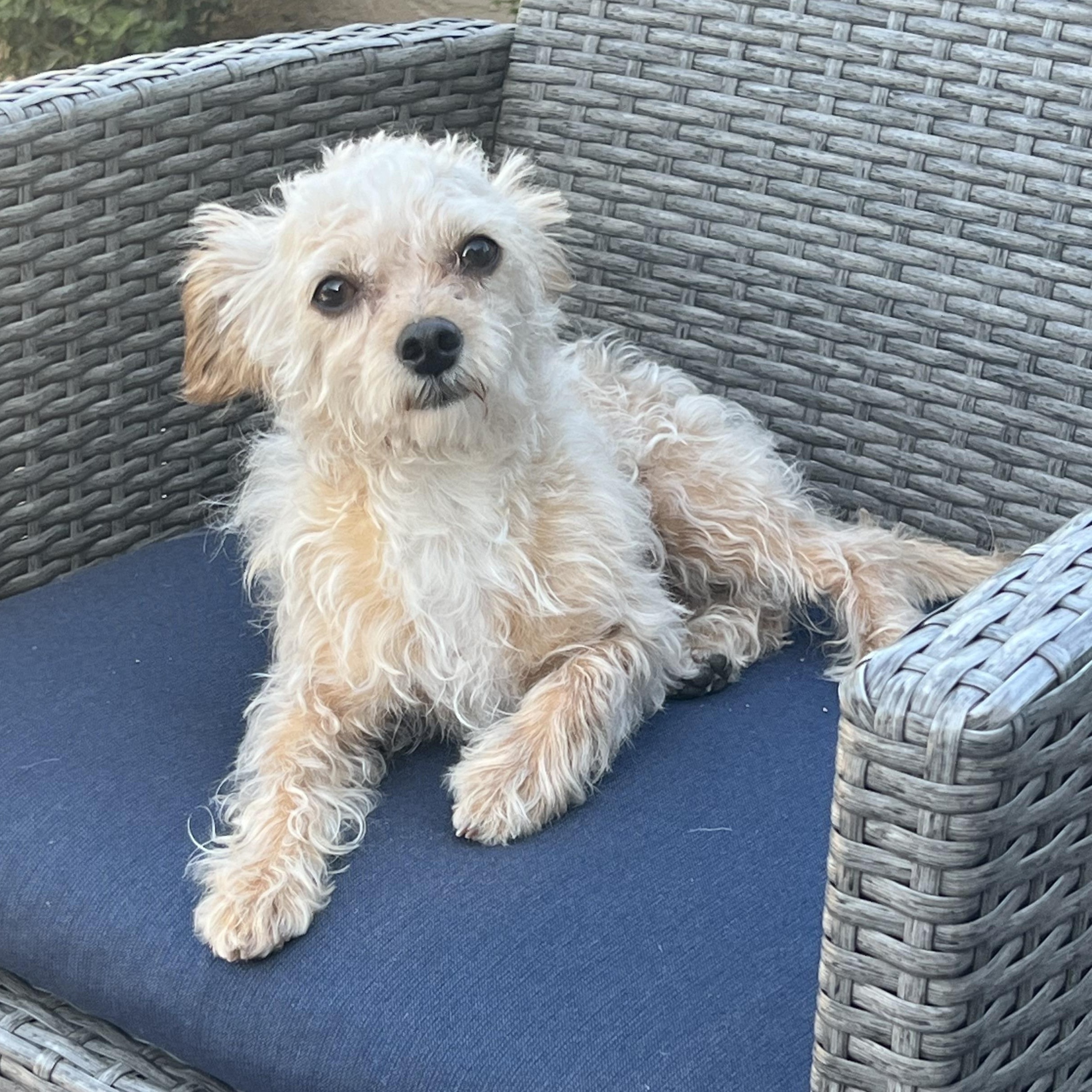 Scoot, adopted, Adult Male Yorkshire Terrier.