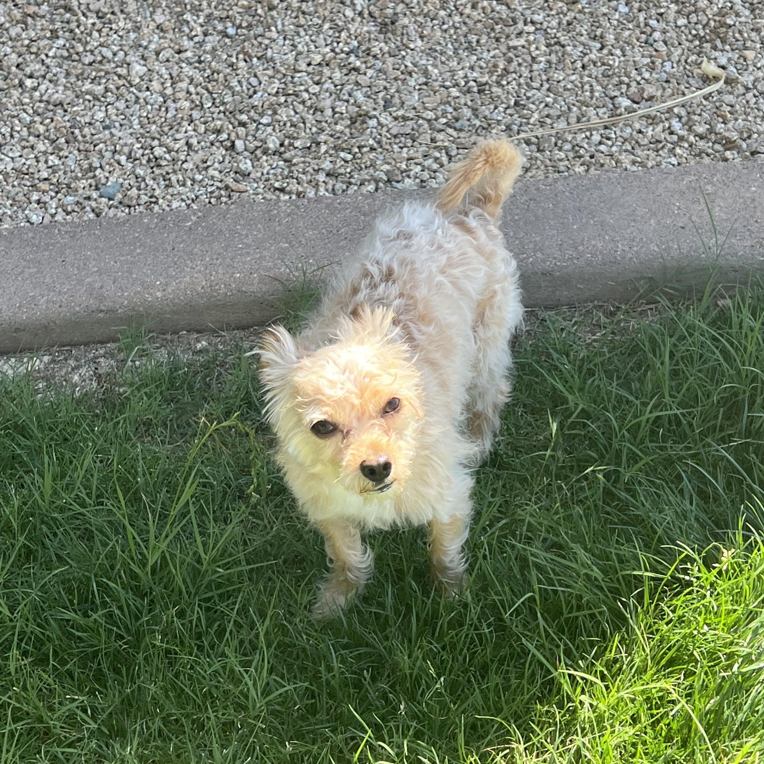 Enlarge Scoot, an adopted mixed breed in Phoenix, AZ image 3/5