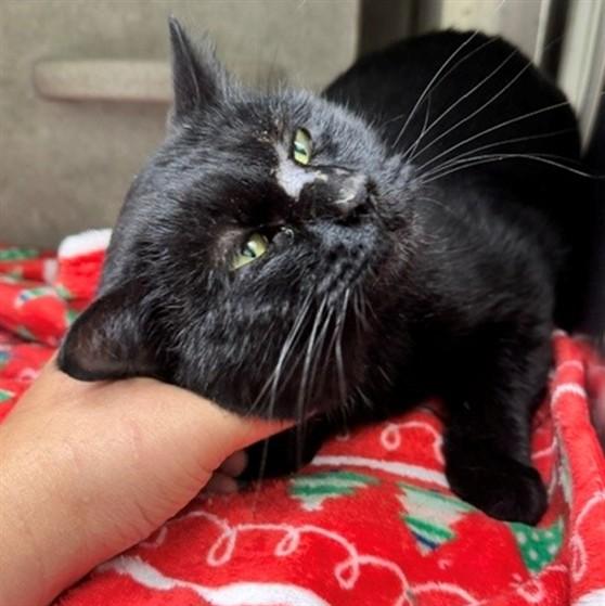CLINT, Adoptable, Adult Male Domestic Medium Hair & Domestic Short Hair.