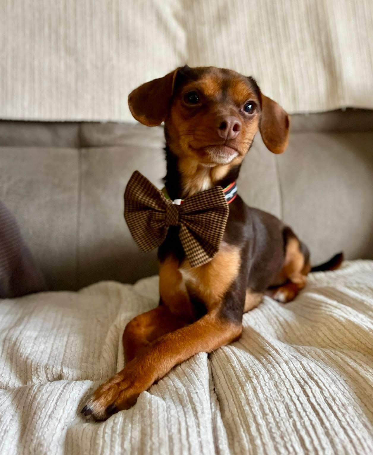 Myers, Adoptable, Young Male Miniature Dachshund & Chihuahua.