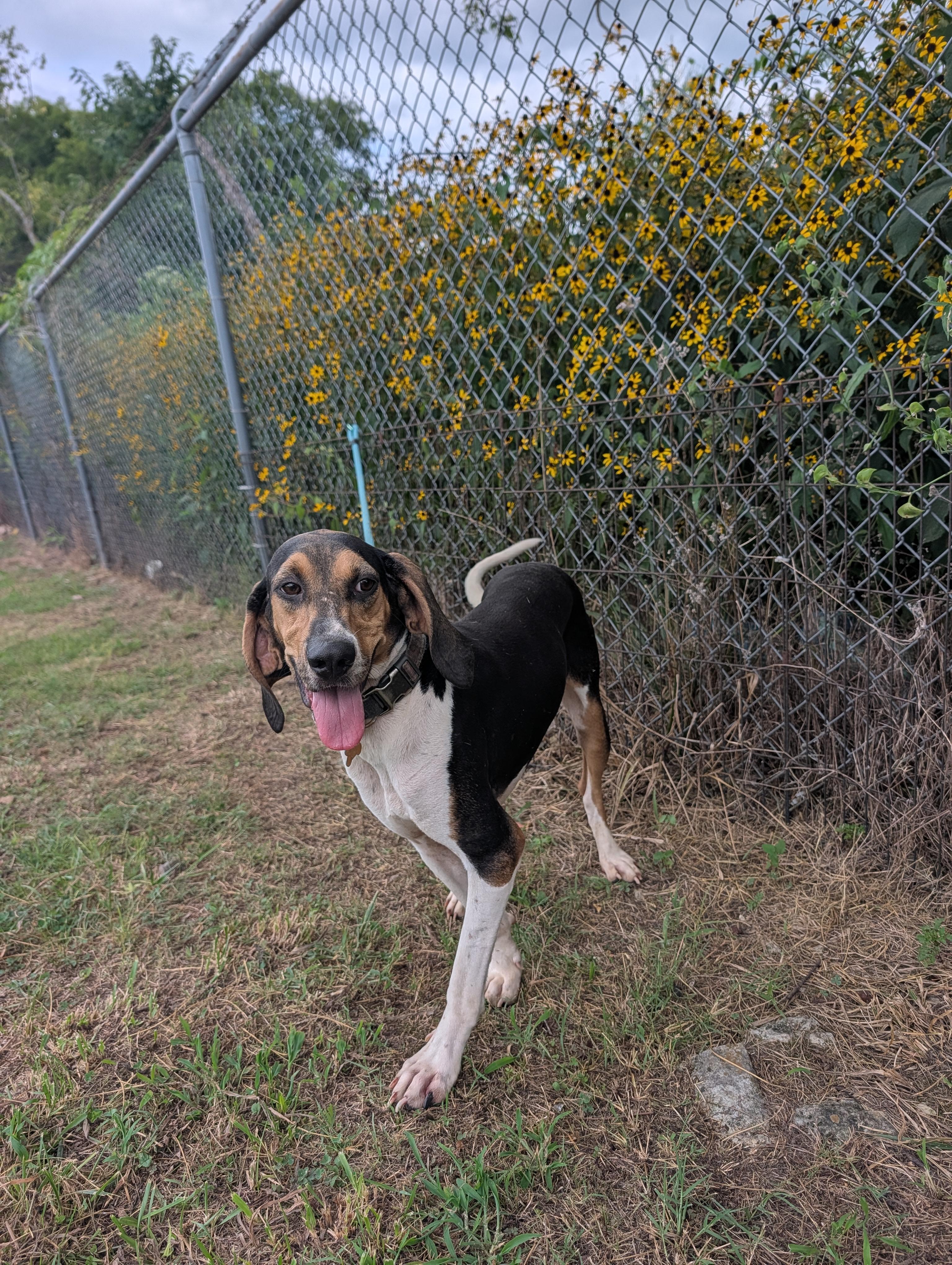 Truffles, a ADOPTABLE Black and Tan Coonhound in Lewisburg, TN image 4/4