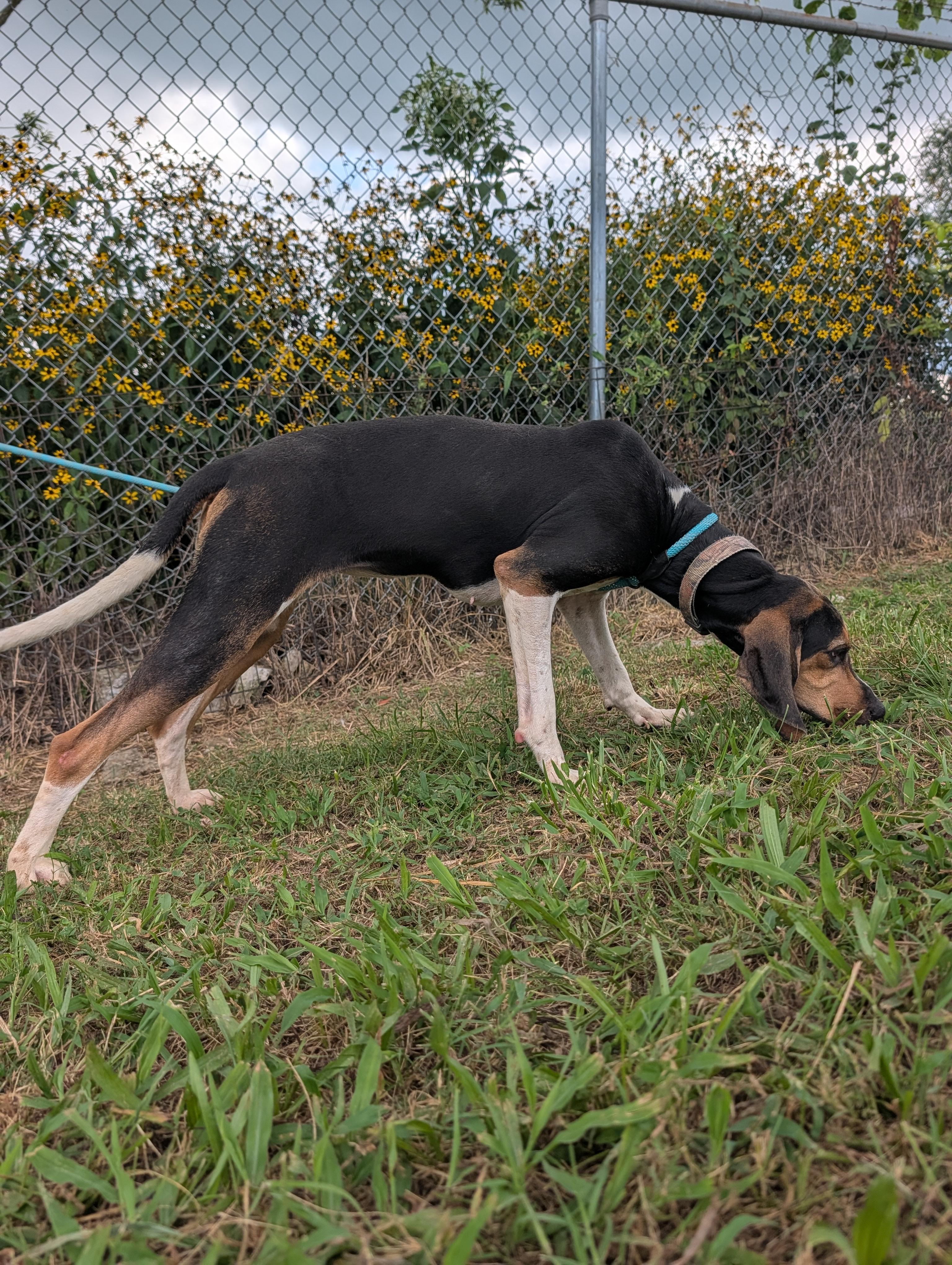 Truffles, a ADOPTABLE Black and Tan Coonhound in Lewisburg, TN image 3/4