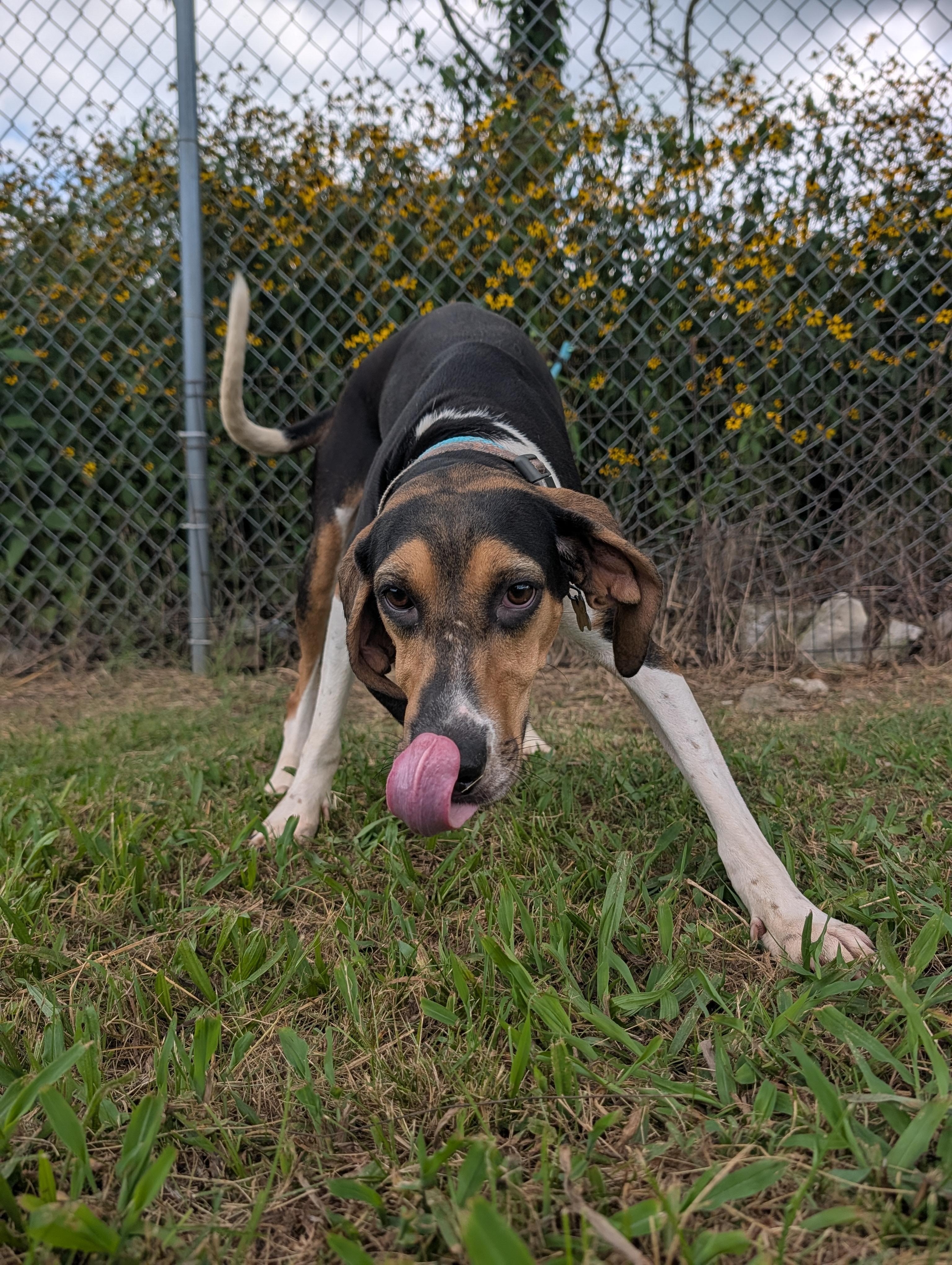 Truffles, a ADOPTABLE Black and Tan Coonhound in Lewisburg, TN image 2/4