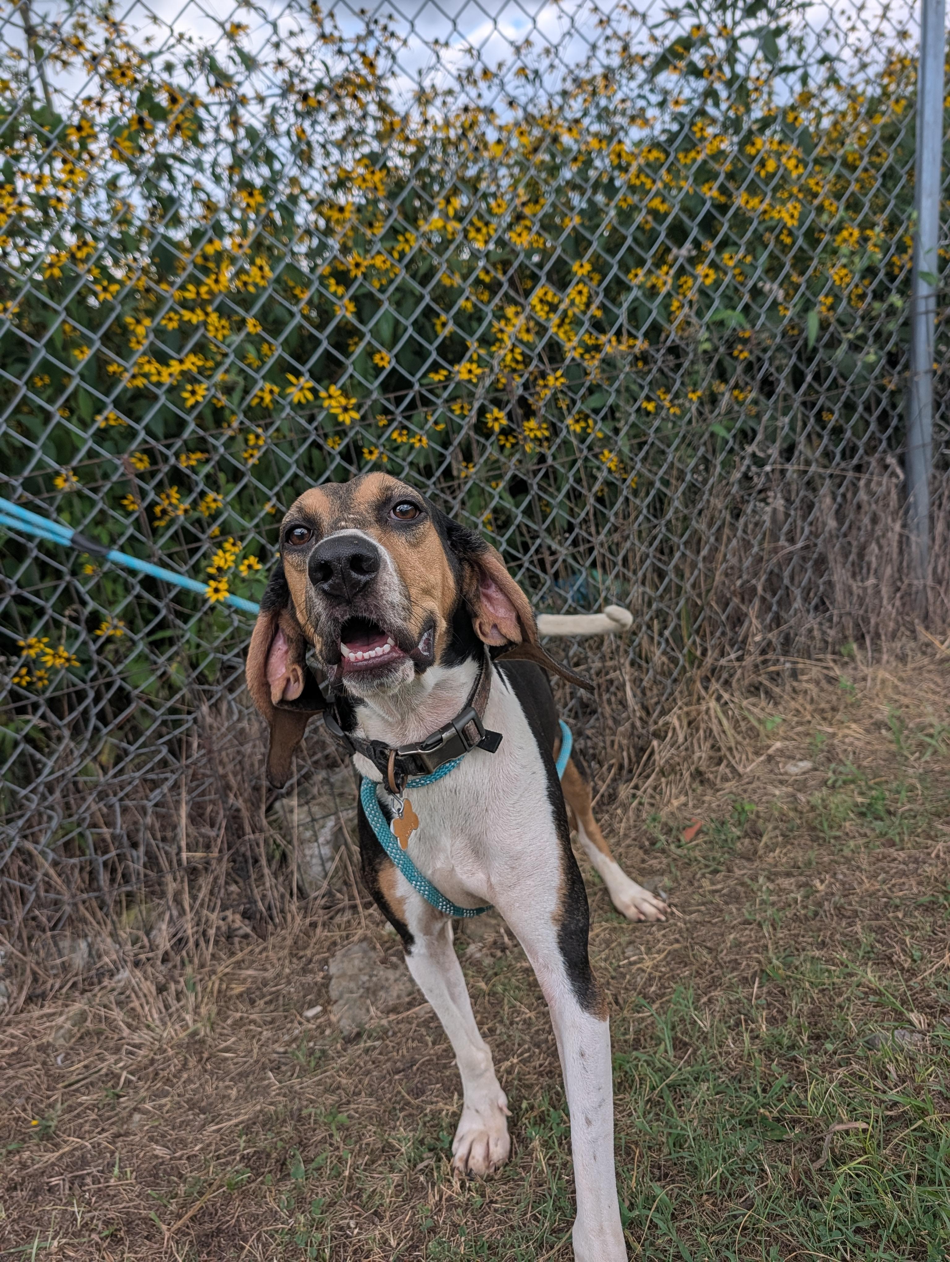 Truffles, a ADOPTABLE Black and Tan Coonhound in Lewisburg, TN image 1/4