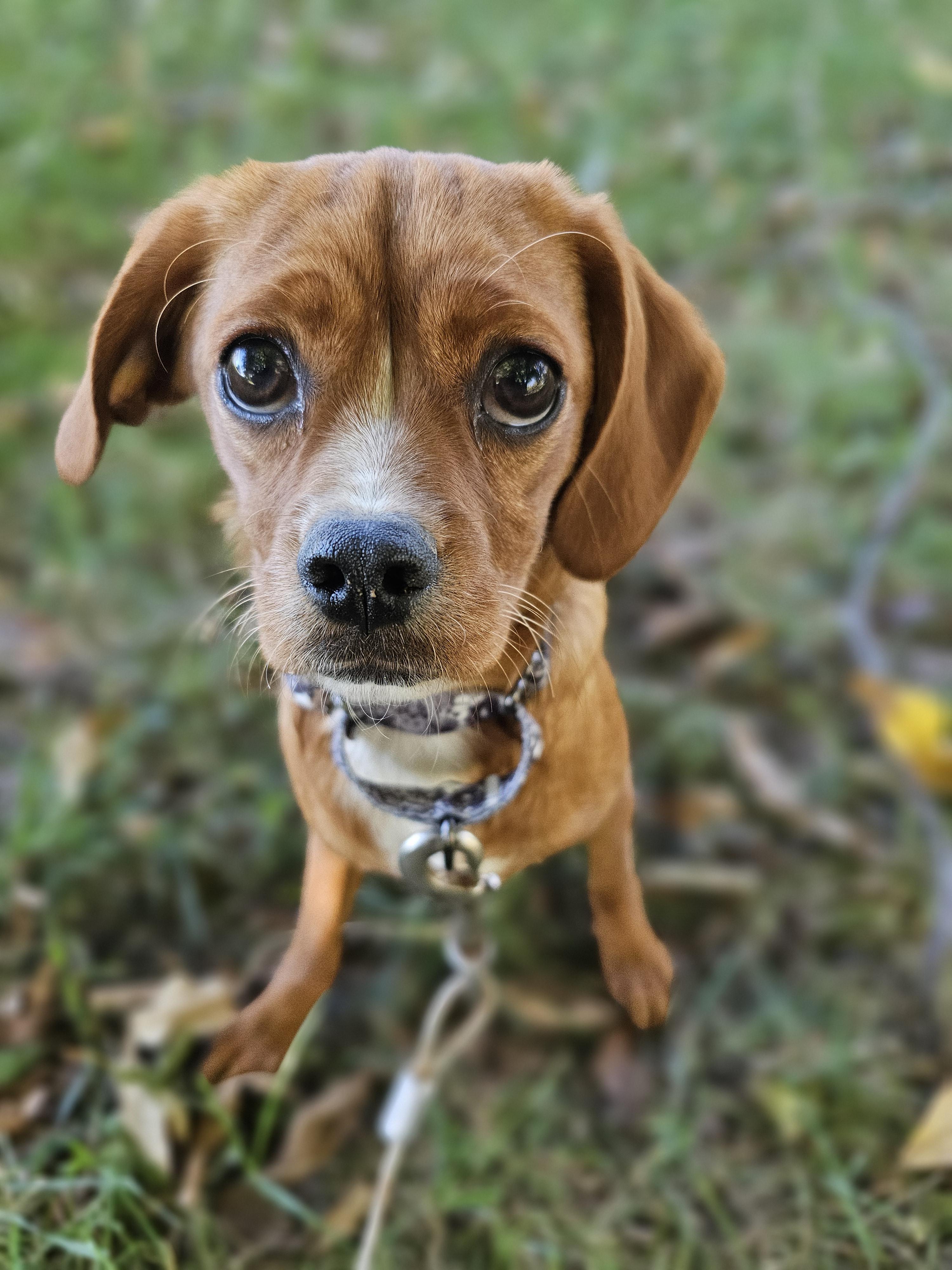 Tinker Bell thumbnail 4