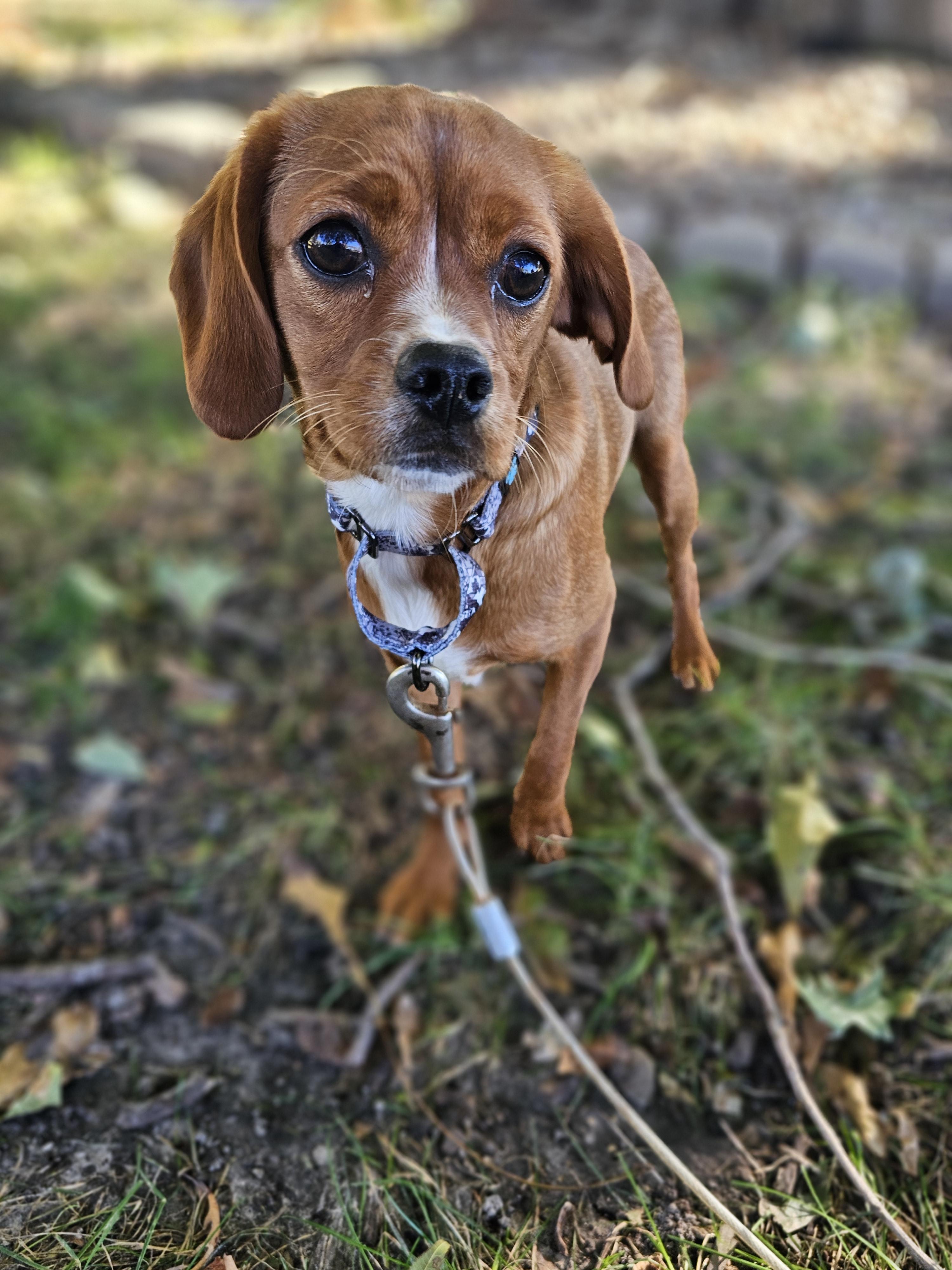 Tinker Bell thumbnail 2