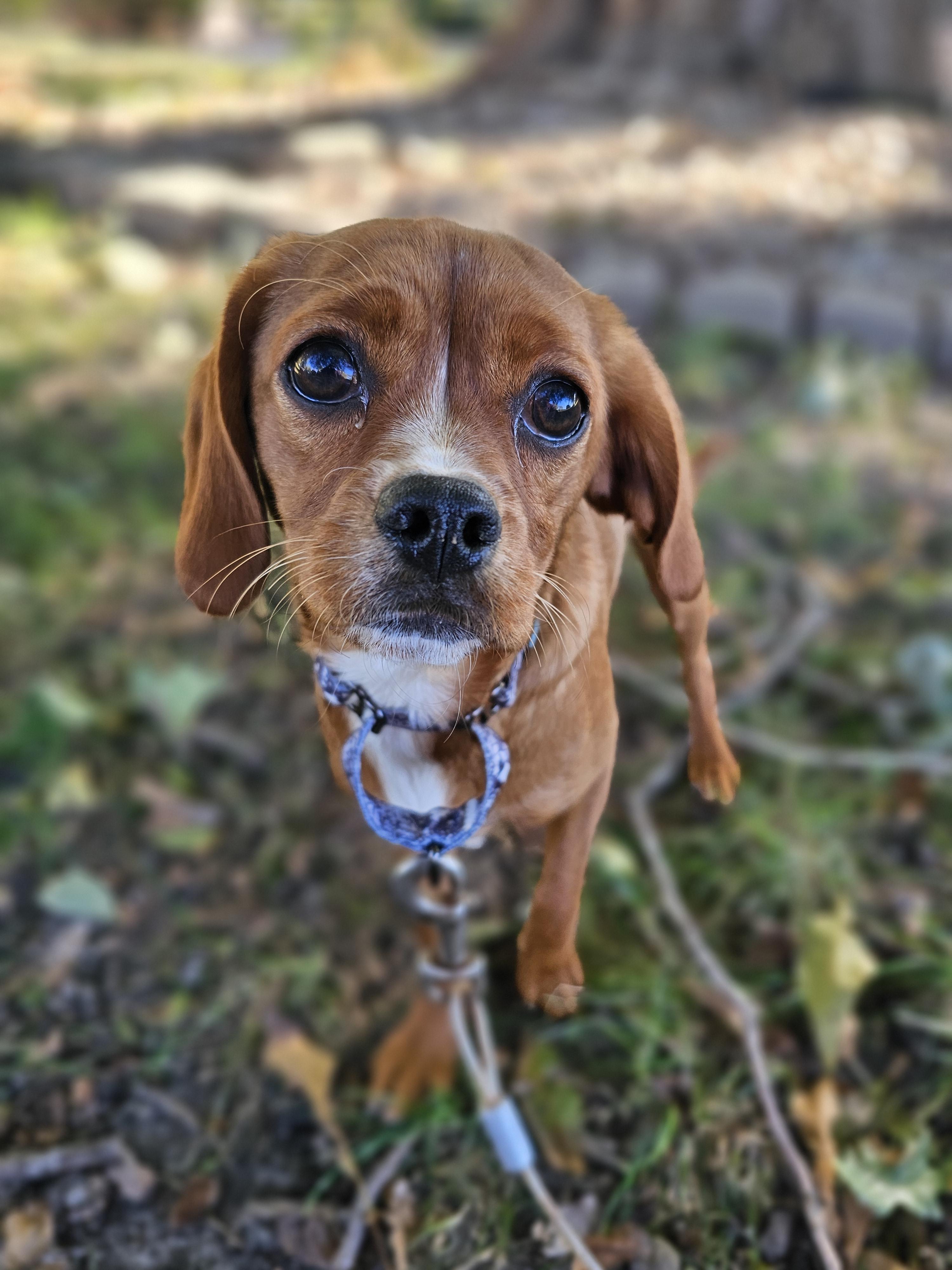 Tinker Bell thumbnail 3