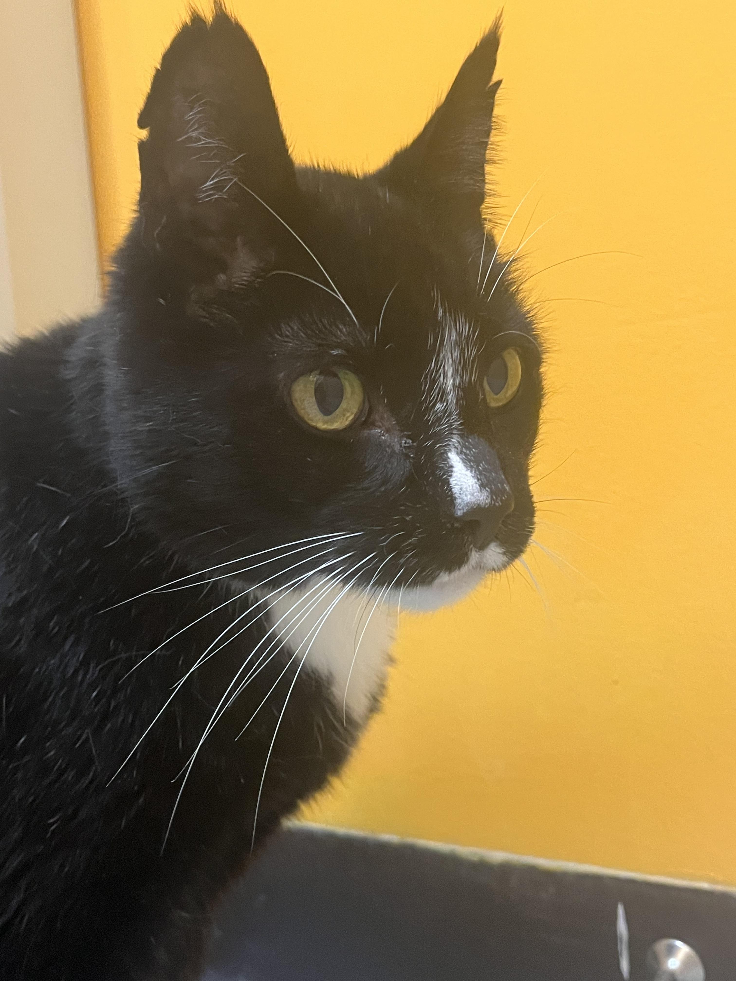 Dave, ADOPTABLE, Senior Male Domestic Short Hair.
