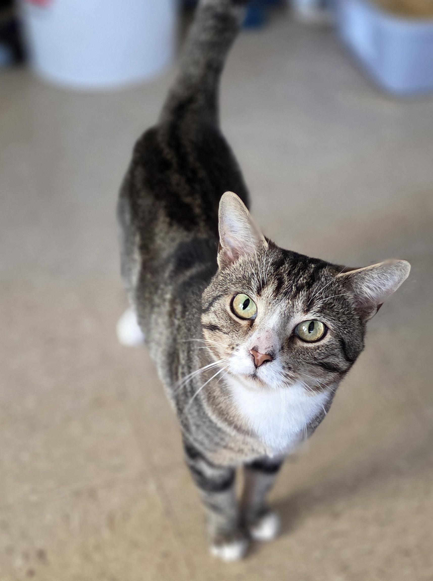 Enlarge Simon, a ADOPTABLE Domestic Short Hair in Mansfield Center, CT image 1/2