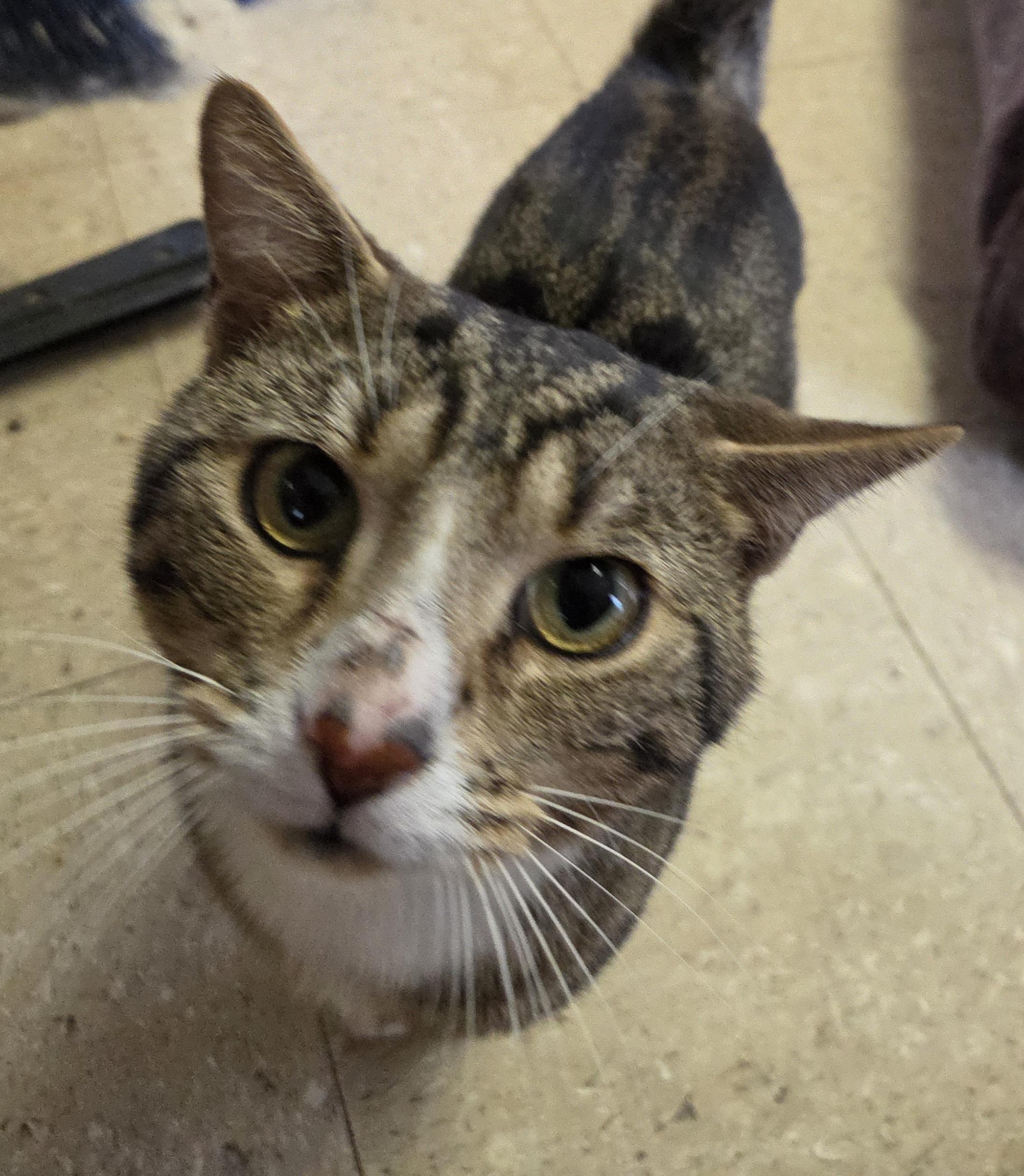 Enlarge Simon, a ADOPTABLE Domestic Short Hair in Mansfield Center, CT image 2/2