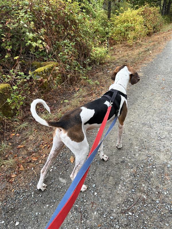 Chester, Adoptable, Adult Male Coonhound.