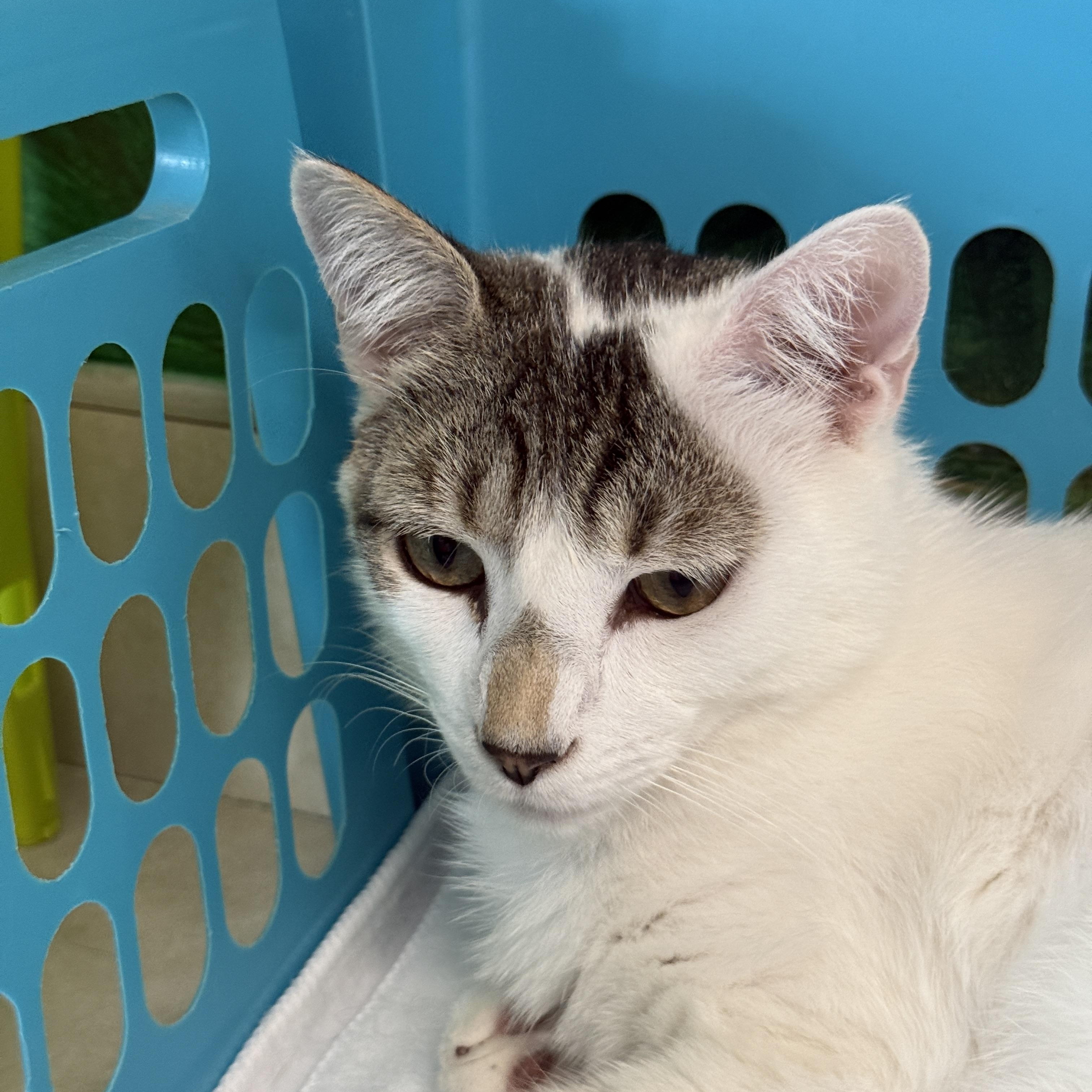 Clyde, Adoptable, Young Male Domestic Short Hair.