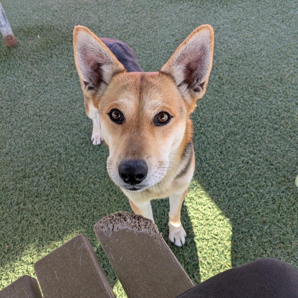Enlarge Rosie, a Adoptable German Shepherd Dog in Buellton, CA image 1/6
