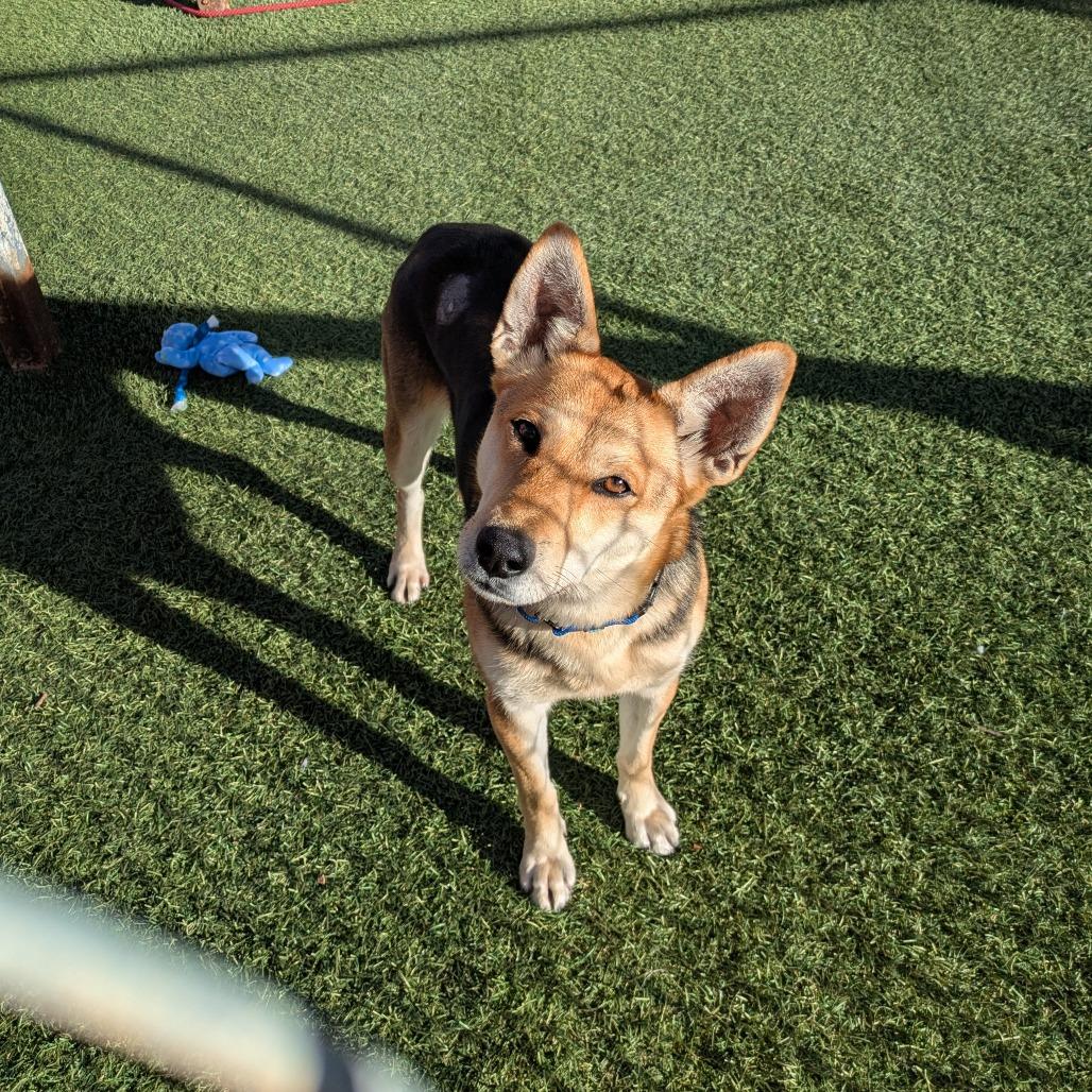 Enlarge Rosie, a Adoptable German Shepherd Dog in Buellton, CA image 2/6