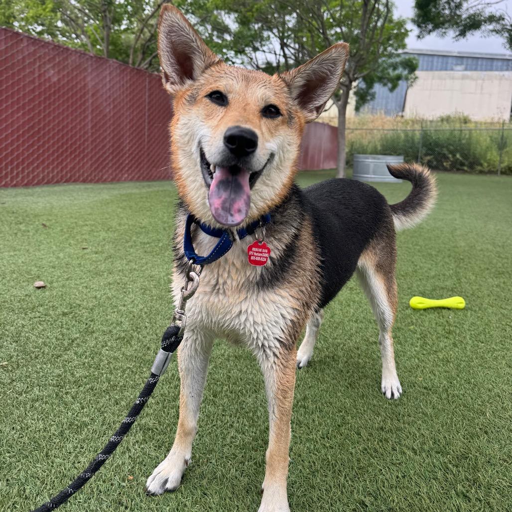 Enlarge Rosie, a Adoptable mixed breed in Buellton, CA image 4/6