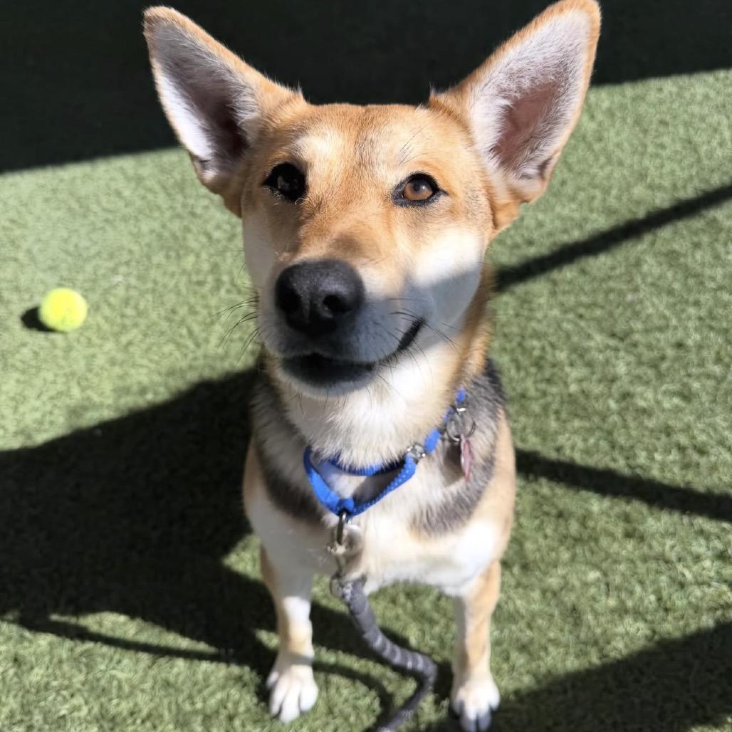 Enlarge Rosie, a Adoptable mixed breed in Buellton, CA image 3/6