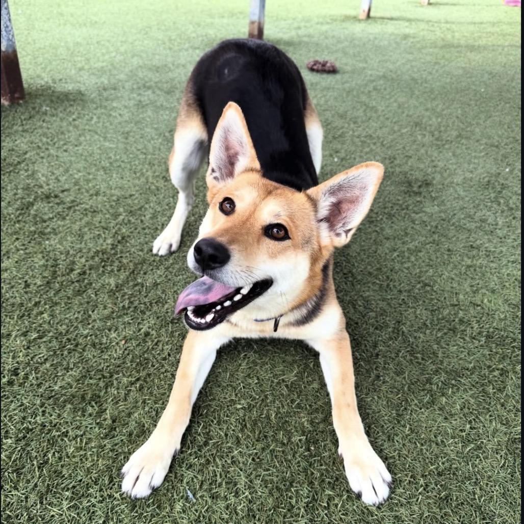 Enlarge Rosie, a Adoptable mixed breed in Buellton, CA image 4/6