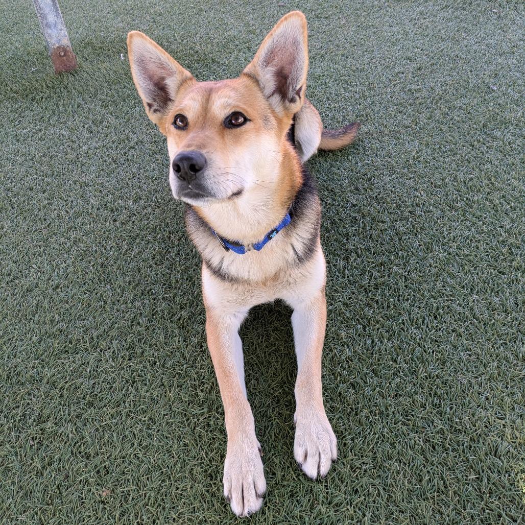Enlarge Rosie, a Adoptable German Shepherd Dog in Buellton, CA image 3/6