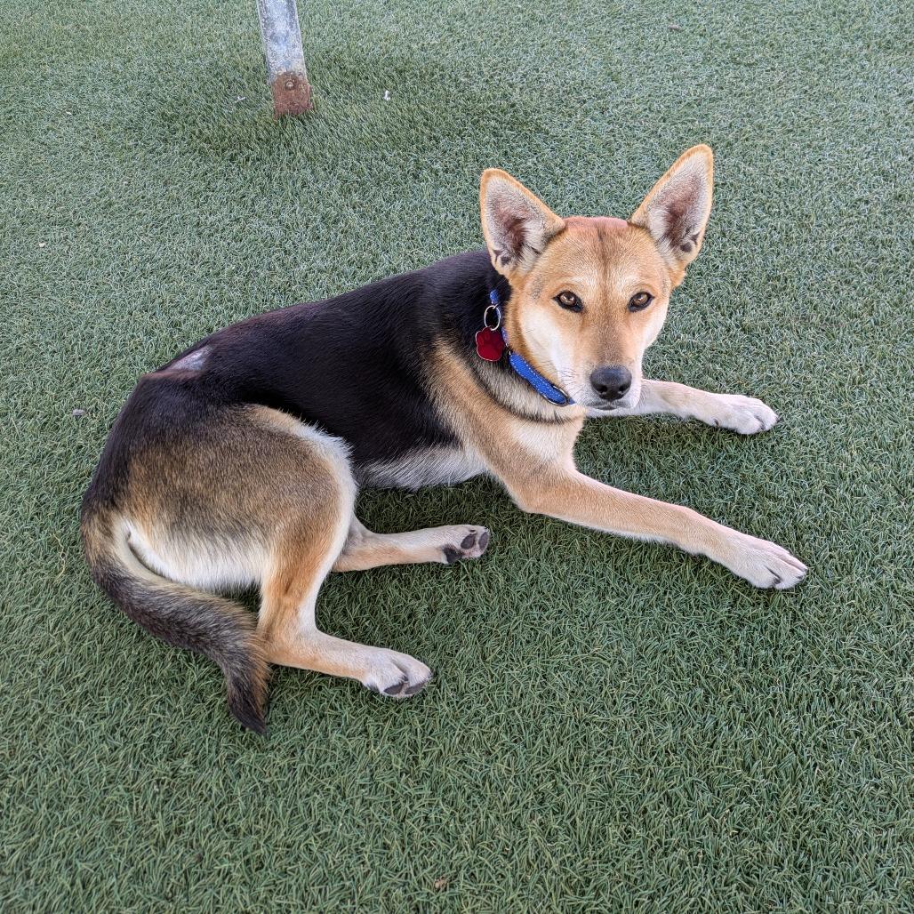 Enlarge Rosie, a Adoptable German Shepherd Dog in Buellton, CA image 5/6