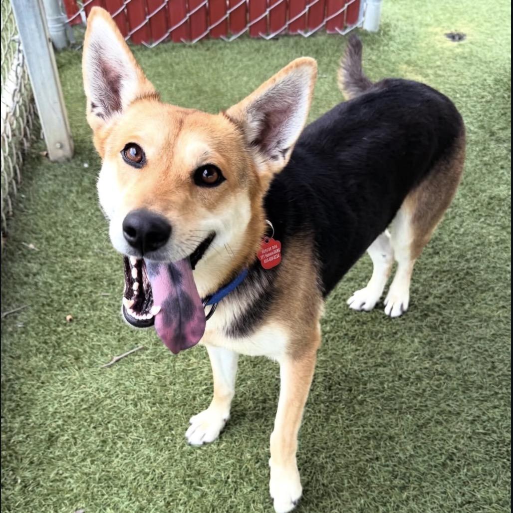 Enlarge Rosie, a Adoptable German Shepherd Dog in Buellton, CA image 6/6