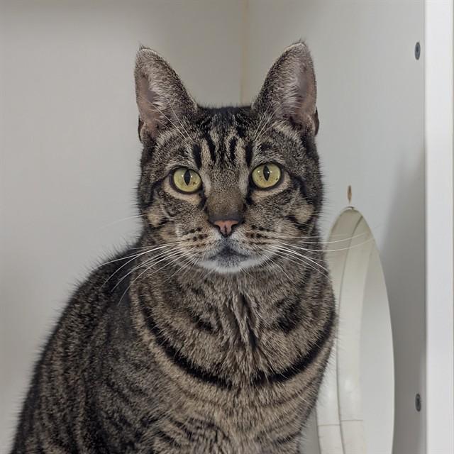 Enlarge TOM, a Adoptable Domestic Short Hair in Santa Maria, CA image 1/1