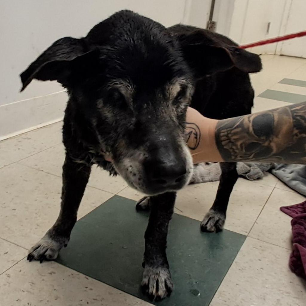 Enlarge Dinosaur, a Adoptable Basset Hound in Birmingham, AL image 1/1