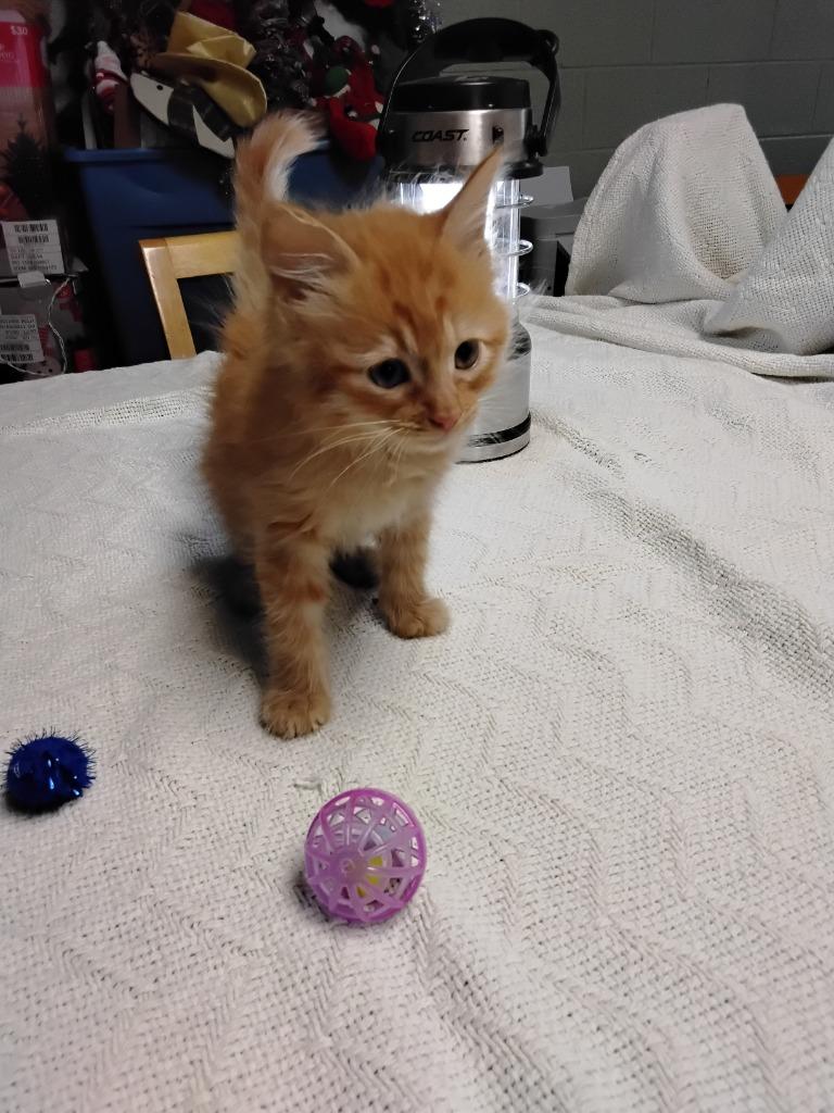 Lee, Adopted, Kitten Female Domestic Medium Hair.