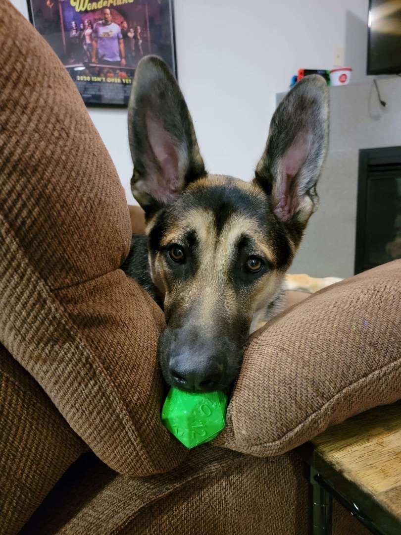 Black Jack , a Adopted German Shepherd Dog in Vancouver, WA image 1/14