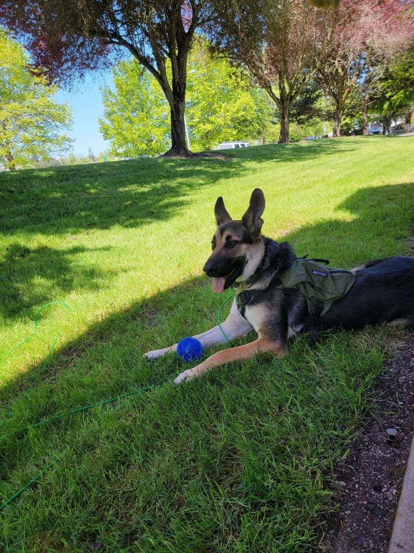 Black Jack , a Adopted German Shepherd Dog in Vancouver, WA image 2/14