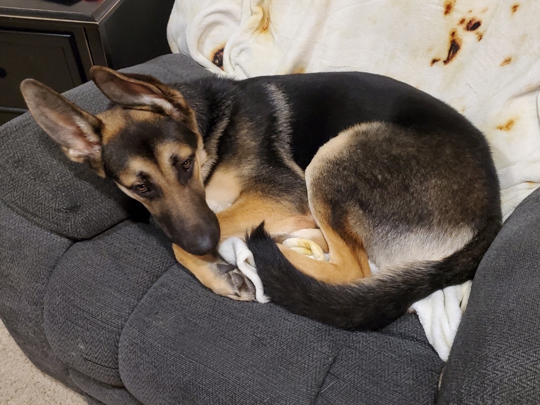 Black Jack , a Adopted German Shepherd Dog in Vancouver, WA image 3/14