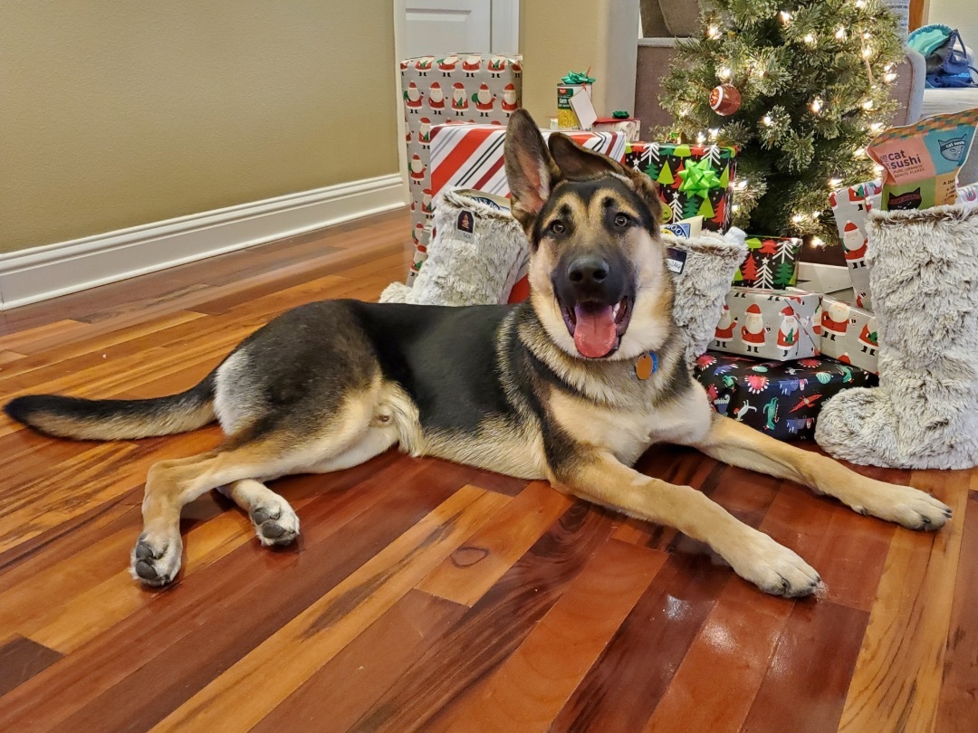 Black Jack , a Adopted German Shepherd Dog in Vancouver, WA image 4/14
