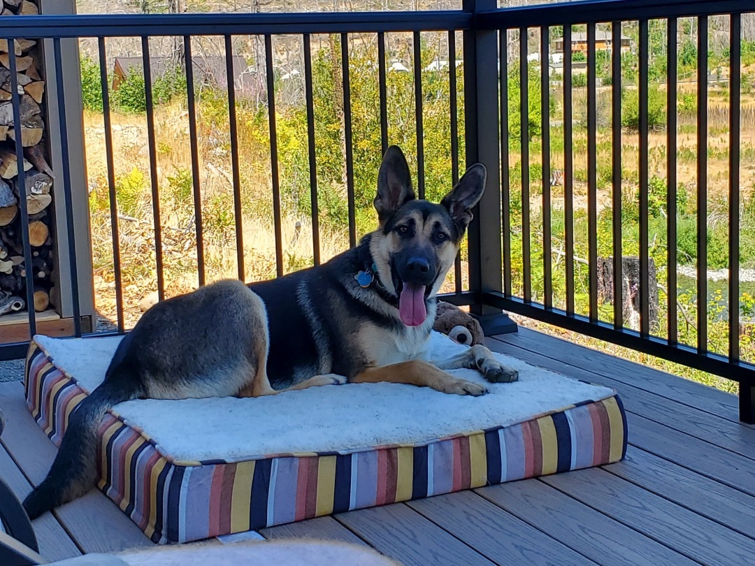 Black Jack , a Adopted German Shepherd Dog in Vancouver, WA image 5/14