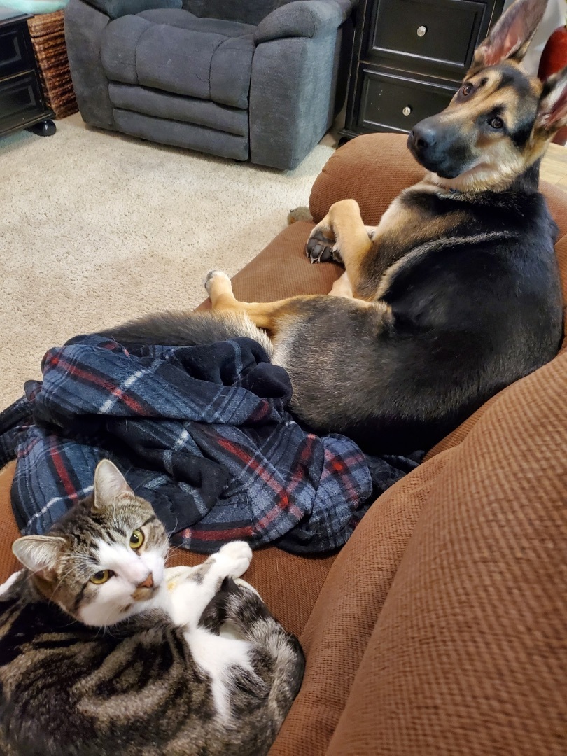 Black Jack , a Adopted German Shepherd Dog in Vancouver, WA image 6/14