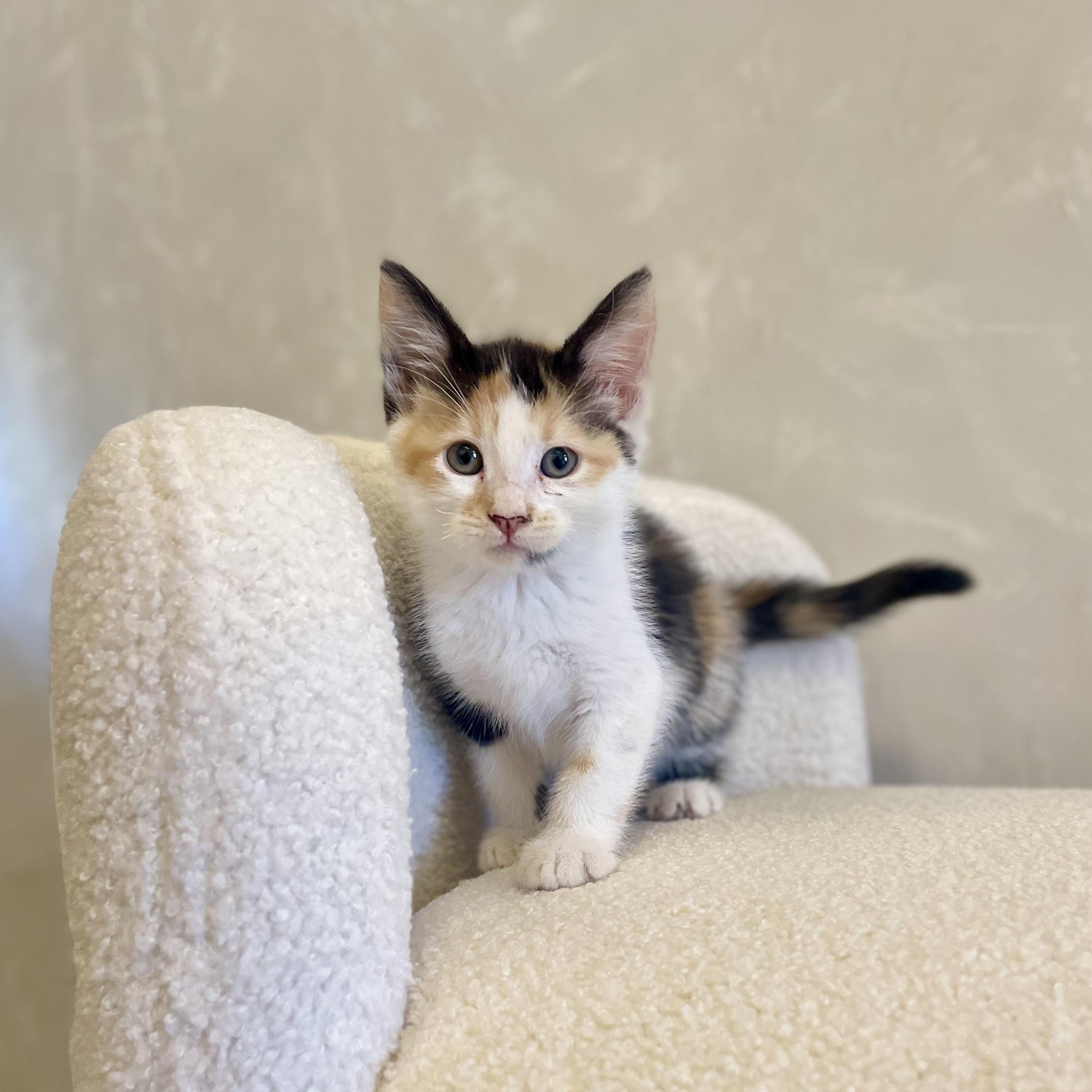 Flo (Florence), Adopted, Kitten Female Calico.