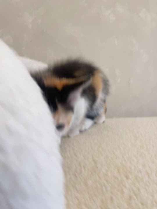 Enlarge Flo (Florence), a Adopted Calico in Reedley, CA video 2/2