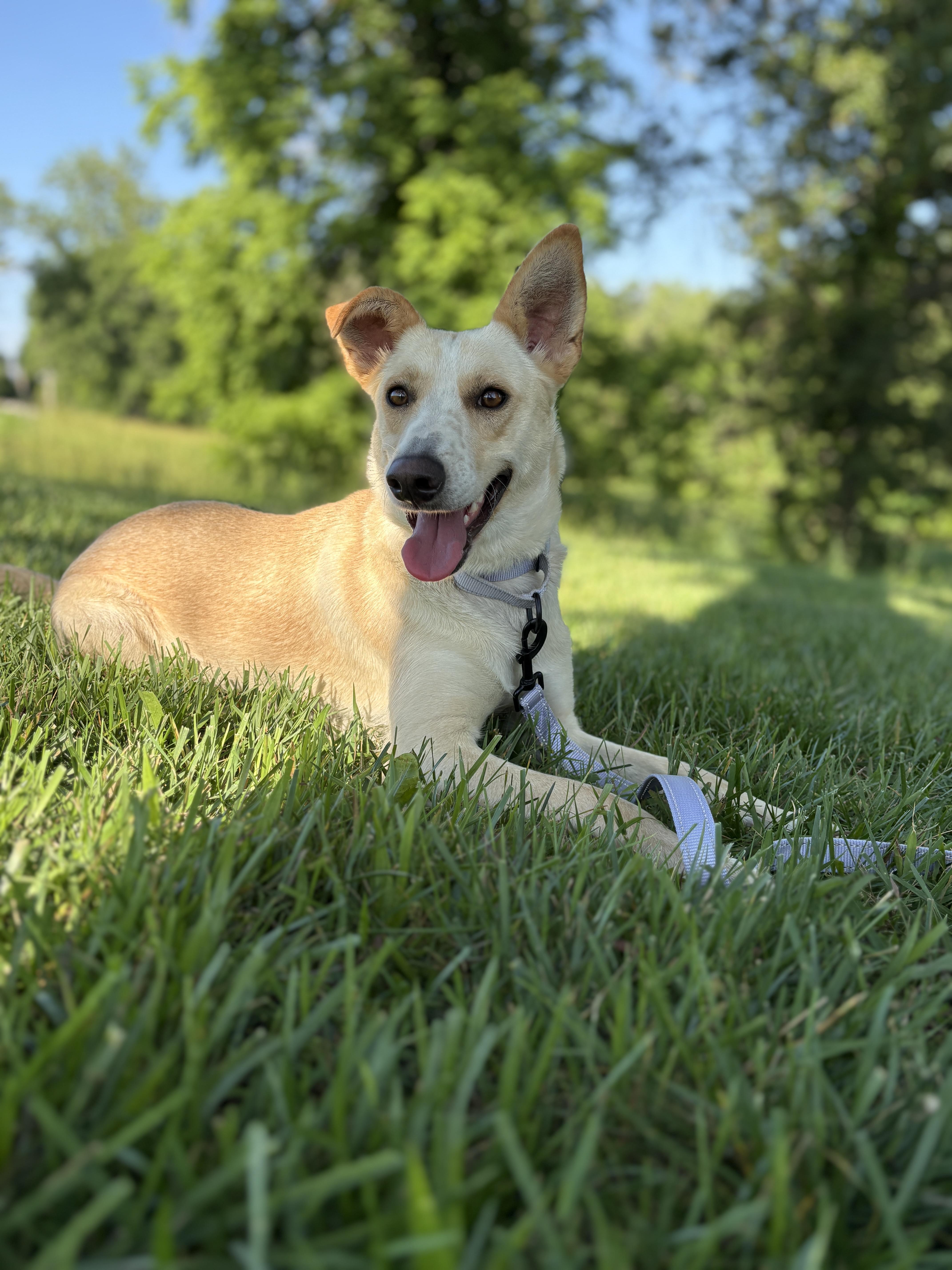 Summer - Labrador Retriever