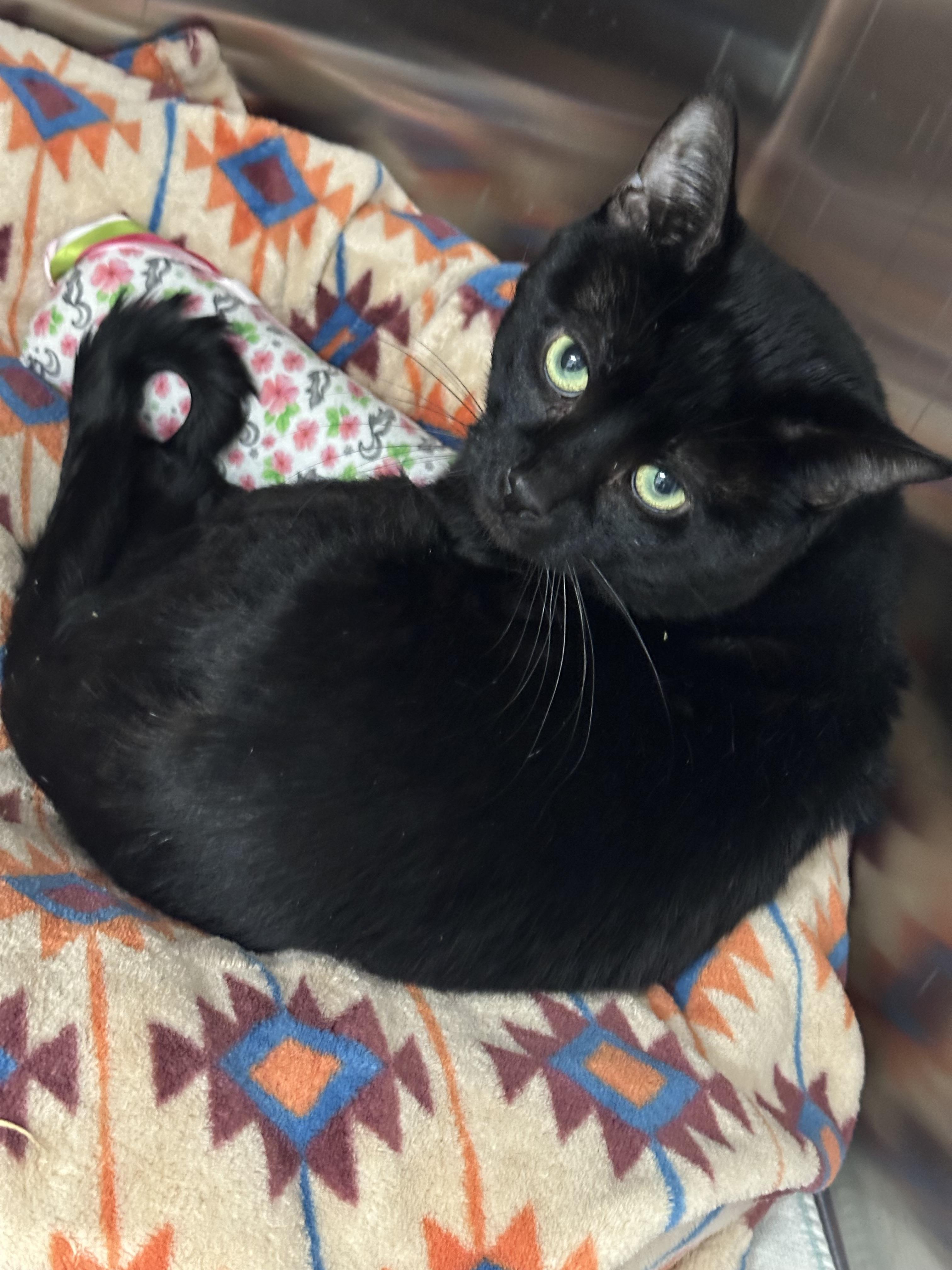 Nico, Adult Male Domestic Short Hair